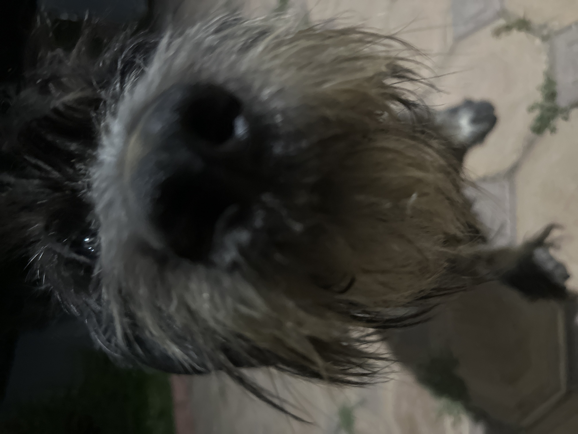 A close-up, low-angle, slightly blurry shot features the face of a small, shaggy dog with dark fur, pointed ears, and a prominent wet nose. The dog's muzzle is covered in long, gray and black hairs, with some water droplets visible. The dog appears to be looking directly at the camera. The background is out of focus but appears to be an outdoor setting with a tiled surface and some greenery, suggesting a patio or yard. The lighting is dim, possibly indicating an evening or night scene. The image is framed from the dog's nose down to its chest.