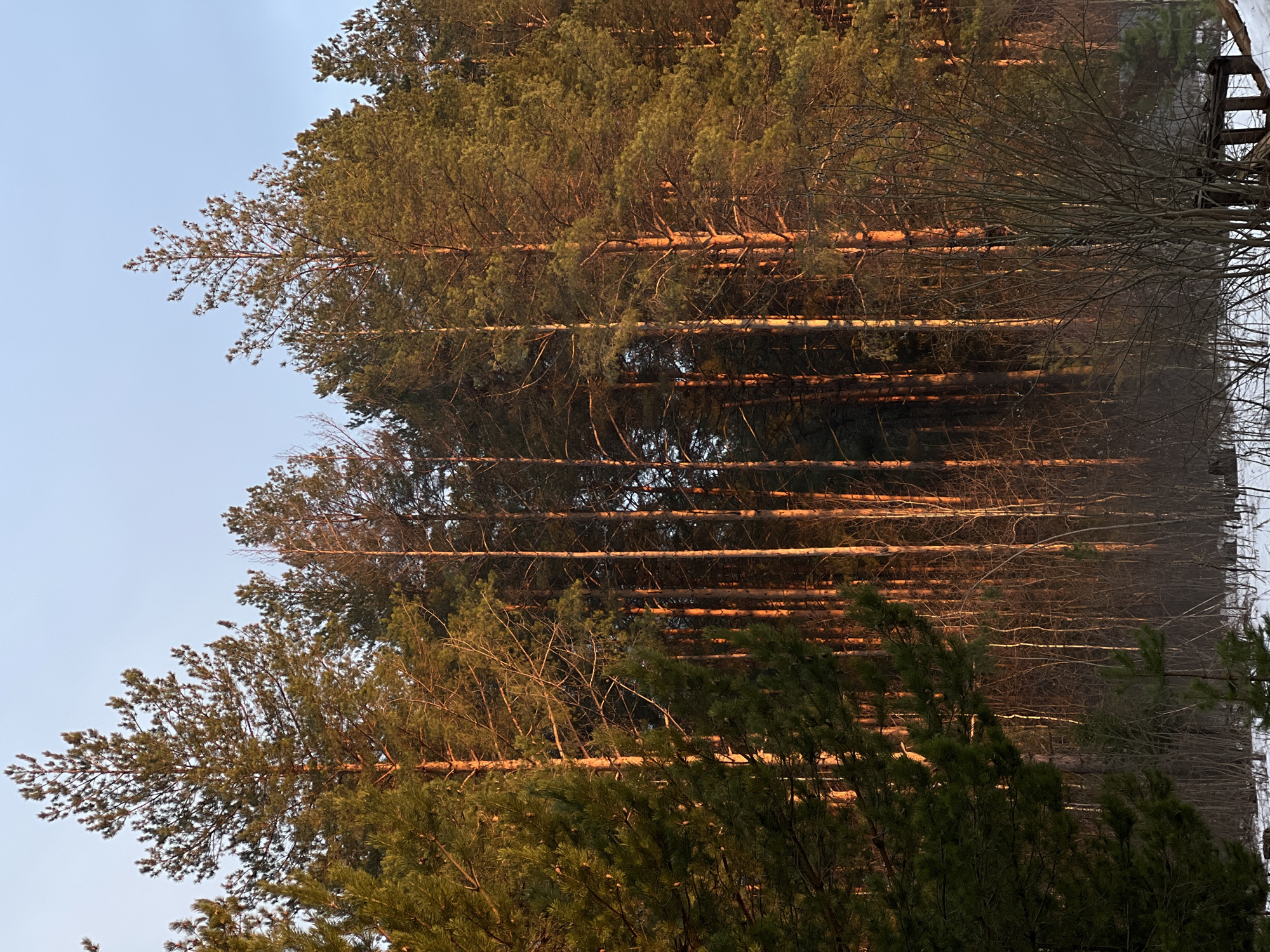 The image shows a view of a pine forest located in Chaikovsky, Russia. The trees are tall and slender, with dense green foliage at the top. The setting sun casts a warm, golden light on the trunks and branches of the trees, creating a contrast with the shadows in the forest. In the foreground, there are some smaller trees and bushes, adding depth to the scene. The sky is a pale blue, suggesting it is either dawn or dusk.