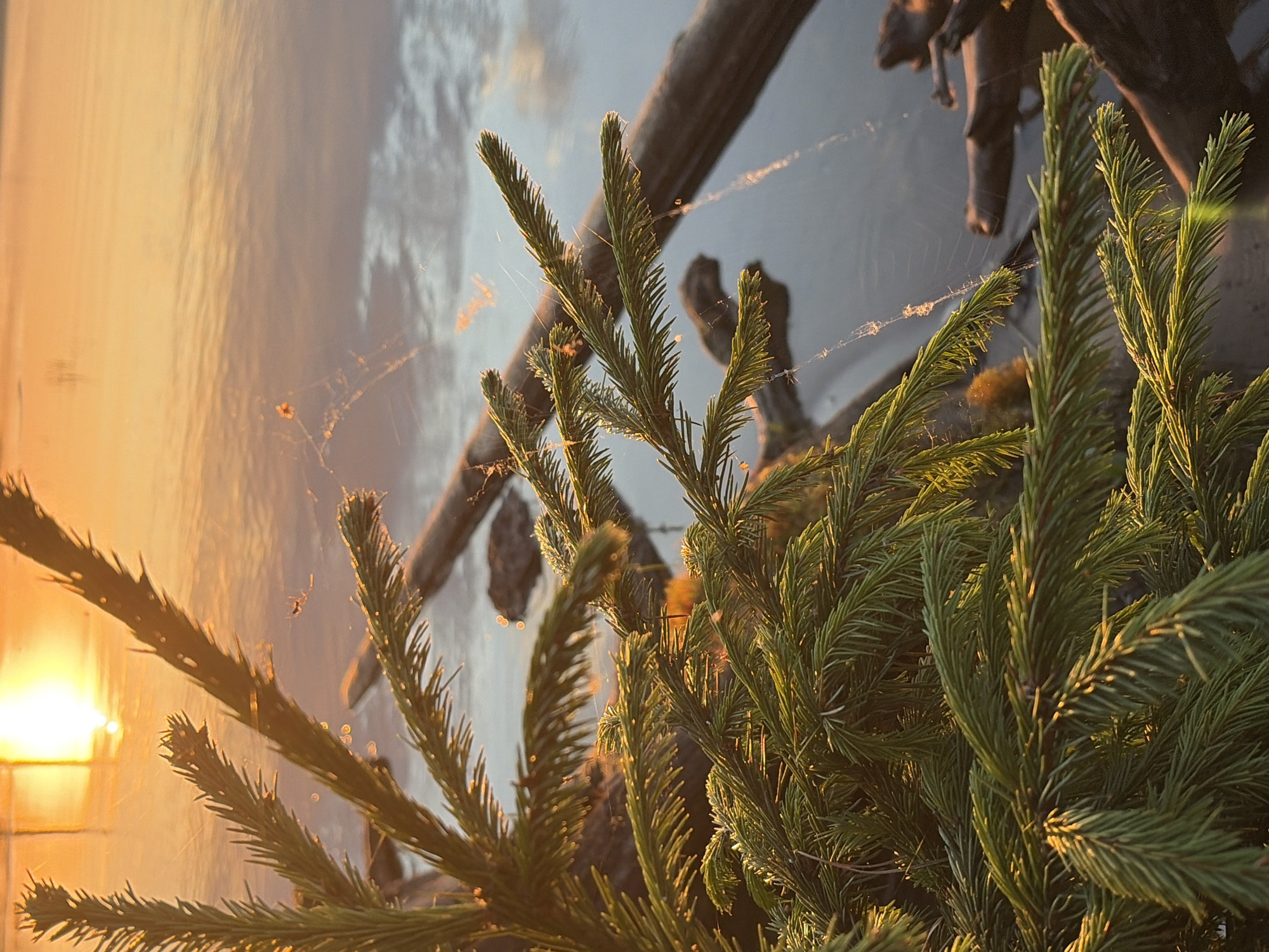 The image captures a sunset scene near a body of water, likely in the city of Chaikovsky, Russia. In the foreground, there are evergreen branches with fine needles, covered with spiderwebs, which are illuminated by the setting sun. Behind the branches, there is a piece of driftwood, or other organic material, in the water. The sky in the background is a gradient of colors, from yellow near the horizon to blue higher up. The presence of sunlight indicates the time of day. No people are visible.