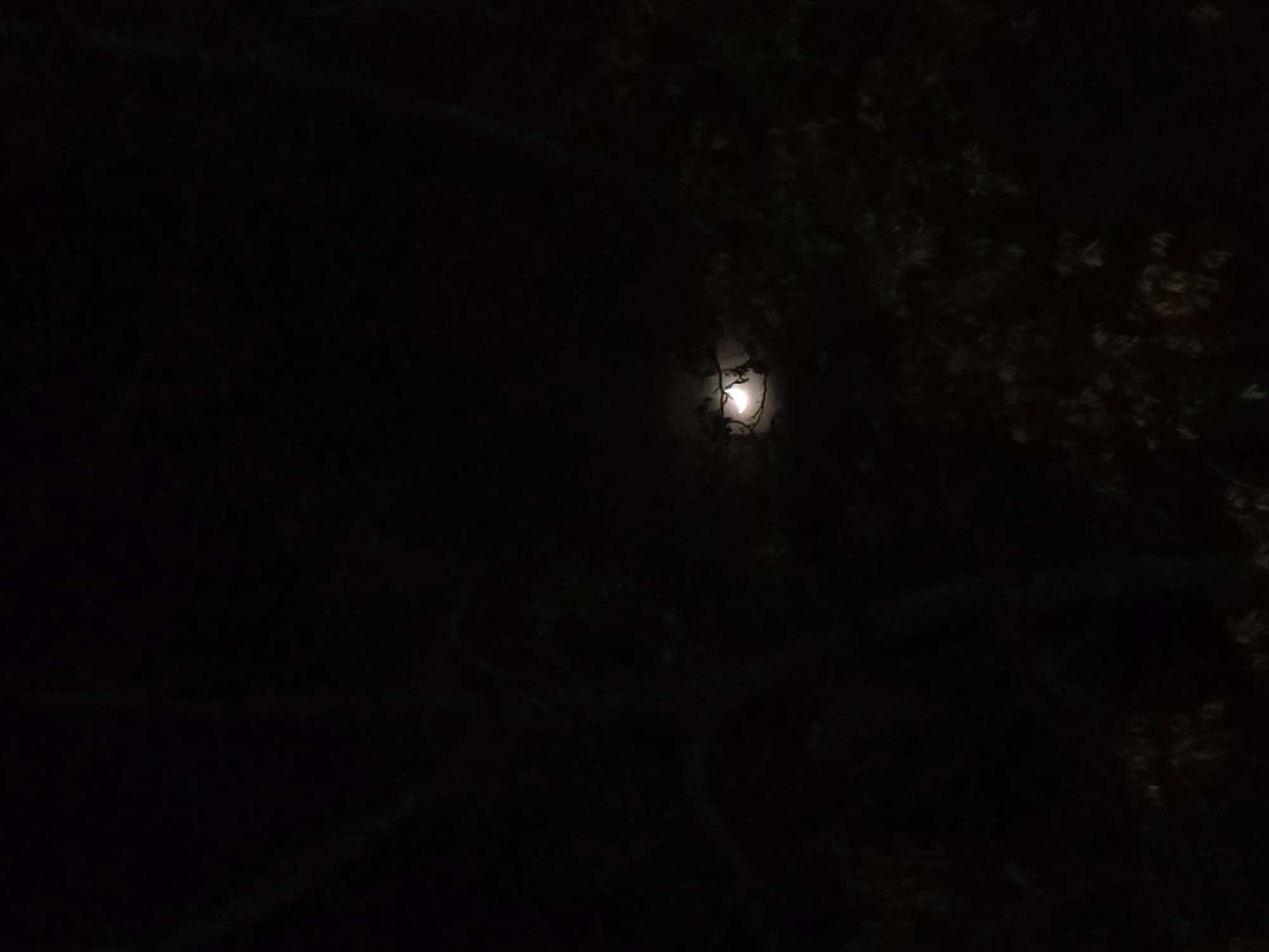 The image captures a dark, nocturnal scene dominated by shades of black. In the central-right portion of the frame, a distinct crescent moon shines brightly. The moon appears partially obscured by dark, silhouetted tree branches and leaves, which stretch across the right side and parts of the top of the image. The deep black background indicates a clear night sky. No other subjects, activities, or text are discernible. The scene conveys a quiet, outdoor setting at night, with the moon as the sole prominent light source.