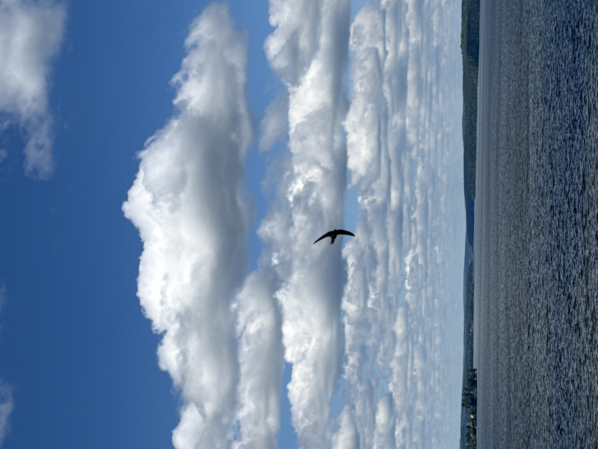 The image depicts a wide expanse of dark blue water, likely a lake or river, under a bright blue sky filled with numerous fluffy white clouds. In the center of the frame, a solitary dark bird is captured in mid-flight, its wings spread. The horizon is lined with a dense green forest, and on the left side, a small cluster of buildings and trees can be seen along the shoreline. The scene is tranquil and serene, evoking a sense of natural beauty and openness. This image was taken in the city of Votkinsk, Russia, on the Kama River.