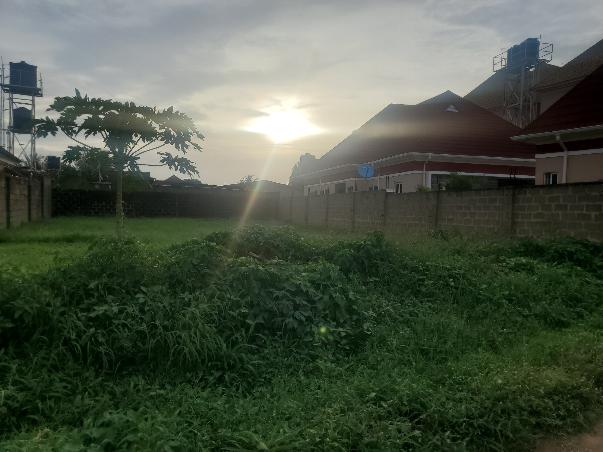 The image depicts an outdoor scene, likely in the city of Barden Yana, Nigeria, during daylight hours with overcast skies and the sun partially visible. The foreground is dominated by a dense growth of lush green vegetation, appearing somewhat unkempt and natural. A small, slender tree with distinctive palmate leaves stands to the left, silhouetted against the sky. Beyond the vegetation, a low-lying brick wall encloses an area. In the background, modern residential buildings with red-tiled roofs are visible, featuring light-colored walls and white trim. Water tanks on elevated metal stands are prominent on top of some of the buildings. A satellite dish is mounted on one of the building facades. The overall environment suggests a developing urban or suburban area with a mix of natural greenery and constructed elements. No people are visible in the frame.