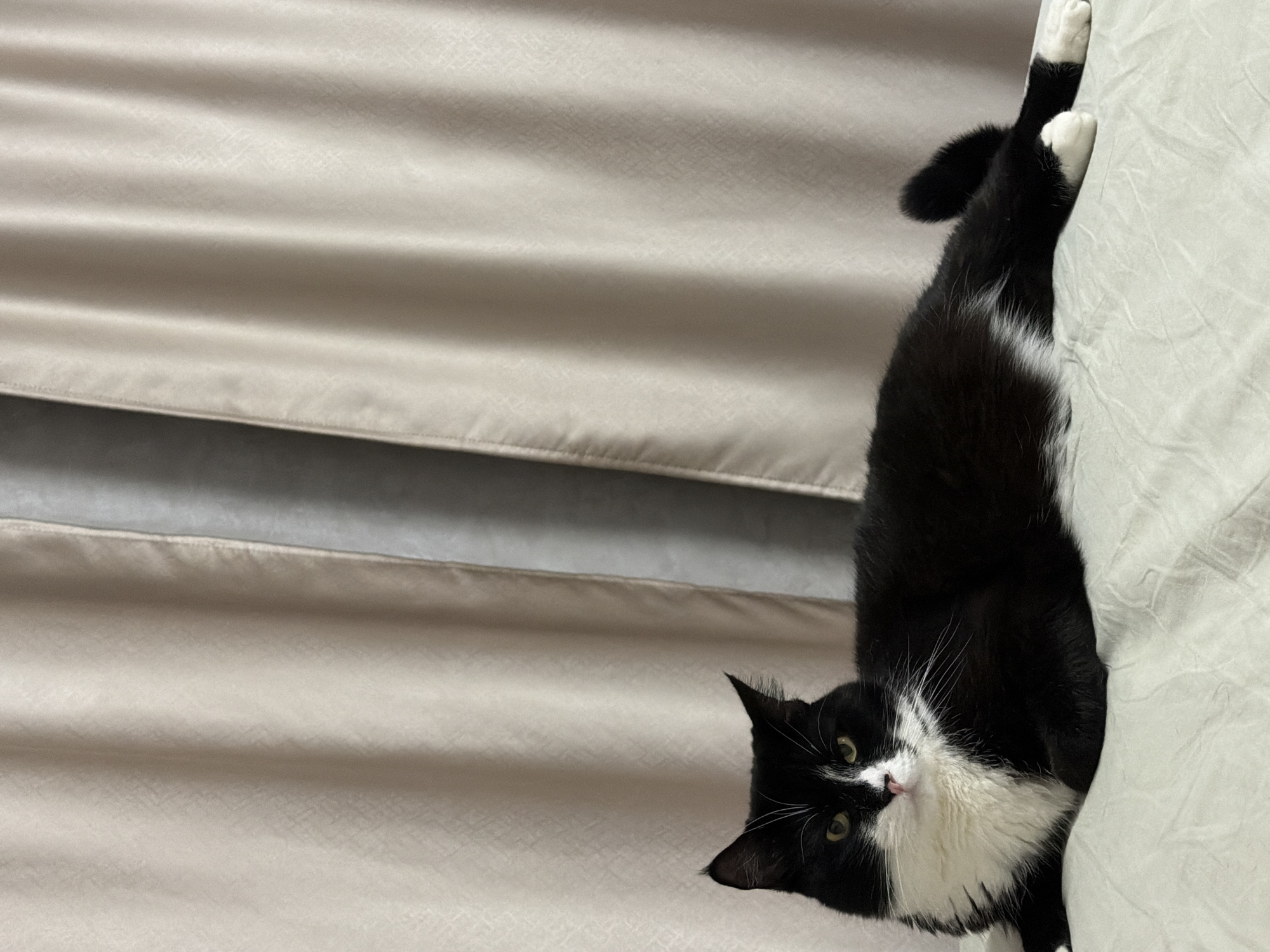 A black and white tuxedo cat is lying on a white, wrinkled sheet in front of a beige, textured curtain. The cat is positioned with its body stretched out, facing the camera. Its head is turned slightly to the left, and its green eyes are open. The cat's fur is predominantly black, with a white chest, muzzle, and paws. The curtain behind the cat is drawn, with vertical folds. The lighting is soft and diffused. The image is a medium shot, capturing the cat from its head to its hind legs. There is no visible indication of the city of Chekhov, Russia in the image.