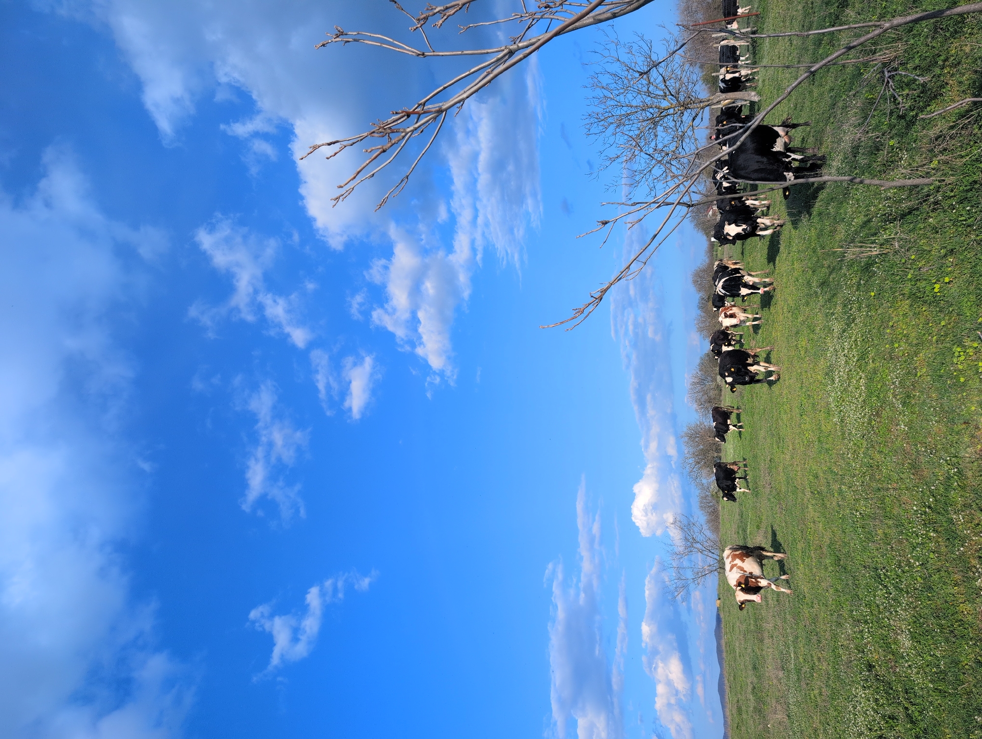 A landscape image taken in what appears to be a rural area. A bright blue sky with scattered white clouds dominates the left side of the image. Several leafless tree branches are positioned in the top left and slightly off-center right areas. The right side of the image showcases a green field or pasture. A herd of black and white cows grazes within this grassy area, interspersed among the trees. The location is identified as Tyurkmen, Bulgaria.