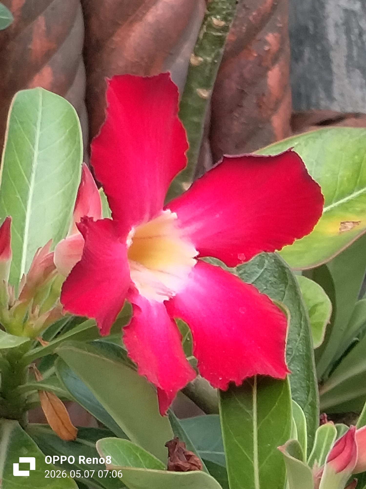 The image shows a close-up of a red and white Adenium flower (Desert Rose) surrounded by green leaves. The flower has five petals with slightly ruffled edges. The center of the flower is yellow, transitioning to white. A brown, textured pot is visible in the background, as well as additional green foliage. The image was taken with an OPPO Reno8 phone on May 7, 2026, at 7:06 AM. The location, Lhokseumawe, Indonesia, is not explicitly mentioned in the image and would require additional information to confirm.