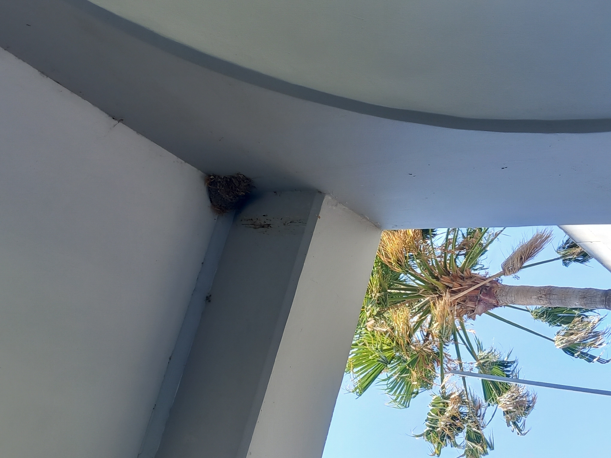 The image shows a bird's nest constructed from twigs and mud, adhered to the underside of a white overhang. The nest is located in the upper left quadrant of the image. Below the overhang, a palm tree with green fronds is visible against a clear blue sky. The architectural style, suggested by the overhang and the arched structure on the right, is consistent with the Mediterranean region. The setting appears to be an outdoor space, possibly a veranda or sheltered walkway, in the city of Kos, Greece, given the presence of a palm tree and the building's aesthetic.