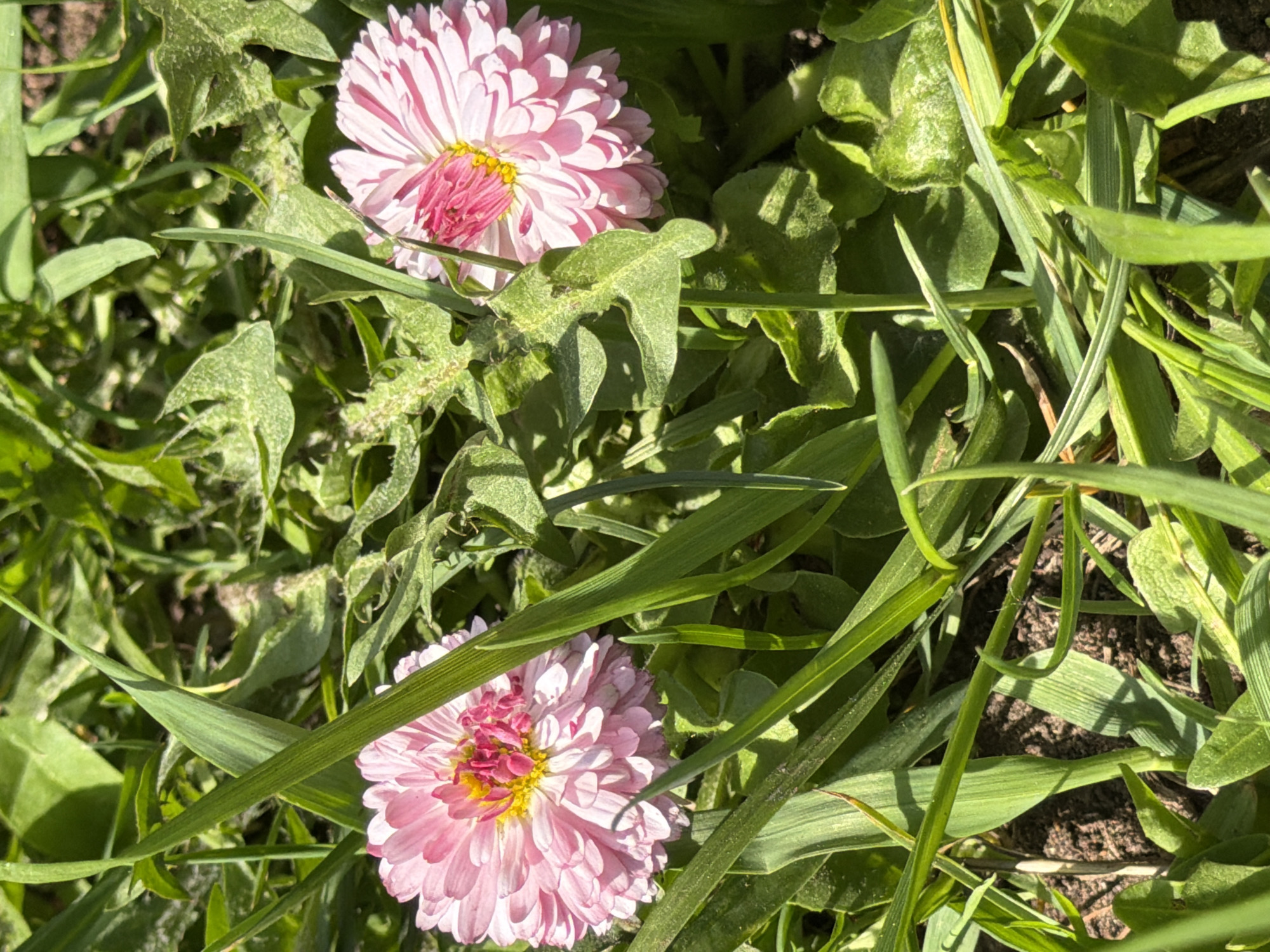 The image shows two pink daisies surrounded by green grass and other green foliage. The daisies are in full bloom with a dense arrangement of petals and yellow centers. The surrounding grass and foliage are varied in type, with some broad leaves and some narrow blades of grass. The lighting suggests a sunny day. The image does not include any information about the location in Plamya, Russia, people, or any actions or interactions.