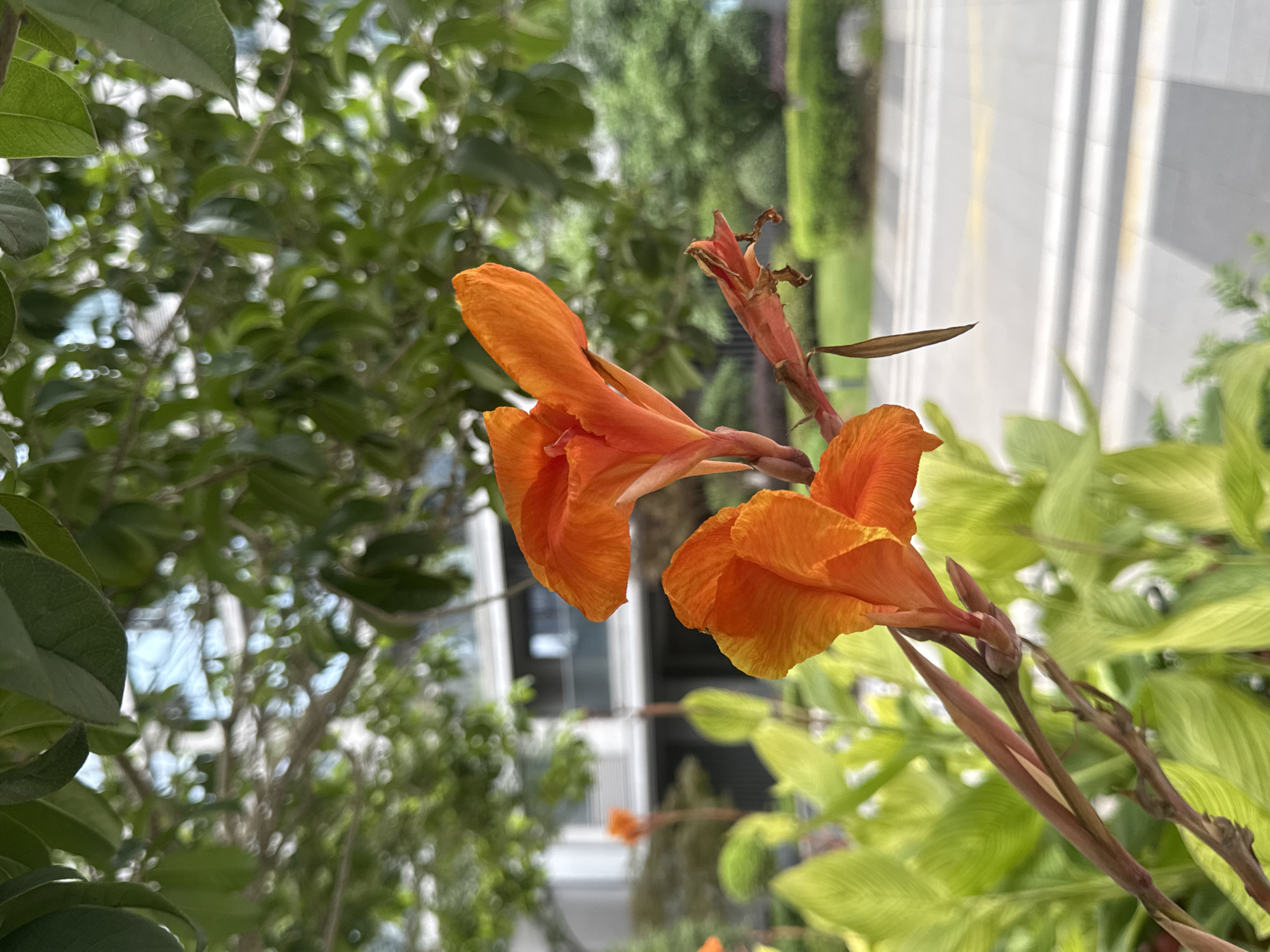 This is a close-up, eye-level, outdoor shot of two bright orange Canna Lily flowers in bloom, with their prominent petals unfurling. The flowers are on the right side of the frame, with one fully open and the other partially open, showing their textured surfaces. A dry seed pod hangs from the stem of the upper flower. The background is softly blurred, revealing lush green foliage of the same Canna Lilies and other plants. Behind the plants, a modern building with white and grey horizontal elements and glass windows is visible, suggesting an urban environment. A paved walkway with a checkered pattern and a yellow line is also present in the middle ground. Overhanging green leaves and branches from a tree partially obscure the top of the building and the sky, which appears bright and overcast. The scene suggests a well-maintained garden or public space in the city of Yiwu, China, likely a commercial or residential area due to the modern architecture. No people are present in the frame.
