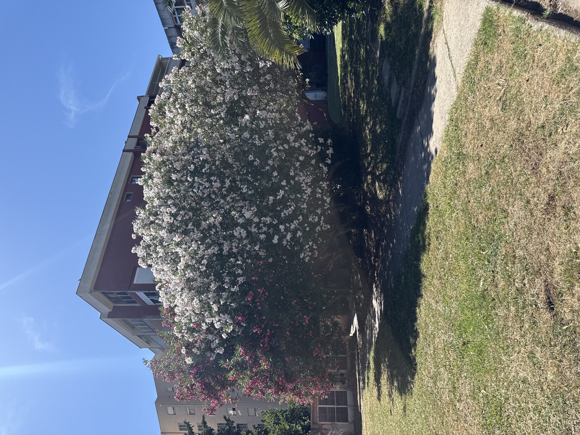 A vibrant, dual-colored flowering bush stands prominently in the foreground, displaying a striking contrast between deep pink blossoms on its left side and abundant white blooms on its right. The bush casts a dappled shadow on the sun-drenched, patchy green and dry grass lawn that surrounds it. A concrete pathway curves through the lawn, leading towards the bush. Behind the flowering bush, a multi-story building with a maroon-colored facade and cream-colored trim is visible, its balconies and windows suggesting an urban setting. To the right of the main building, another building with a lighter facade and concrete elements can be seen. A large palm tree with fronds extending into the frame is situated to the right of the flowering bush. The sky above is a clear, bright blue with a few wispy clouds and a strong sunbeam cutting across the top left corner of the image. The scene appears to be a public outdoor space, possibly a park or residential courtyard, in the city of Budva, Montenegro. There are no people or animals visible in the image.