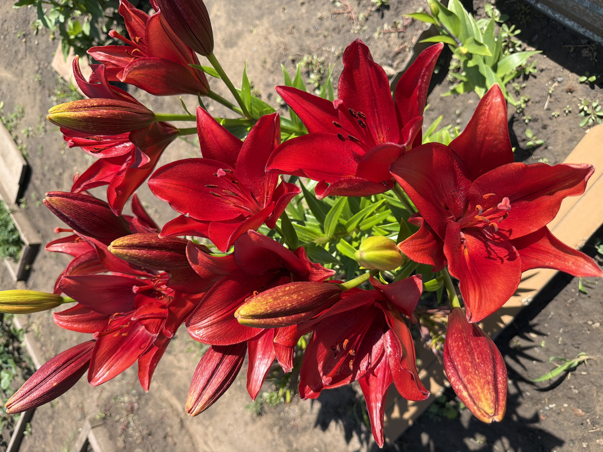This is a close-up, overhead shot of a cluster of bright red lilies in bloom. The lilies are the primary subject, with many fully opened flowers and several buds in various stages of development. The flowers have six petals, with prominent stamens and pistils in the center. Some buds are pointed and deep red, while others are more rounded and have a yellowish-green hue with red speckles, indicating they are closer to opening.
The lilies are growing outdoors in what appears to be a garden bed. The ground is covered with dark, dry soil and scattered small green weeds. In the background, out-of-focus green foliage suggests other plants or the continuation of the garden. There are also hints of wooden planks or borders in the soil, possibly a raised bed.
The lighting suggests it is daytime, likely a sunny day, as evidenced by the bright illumination of the petals and the distinct shadows cast on the ground. The overall impression is one of vibrant natural beauty. There is no visible text in the image. The location context of Nezhinka, Russia, does not offer specific visual cues within the image itself.