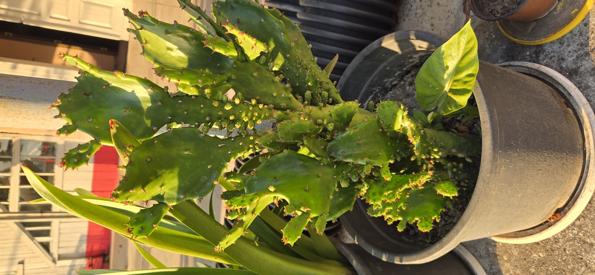 In Tel, Azerbaijan, a prickly pear cactus, with its green, flattened pads and numerous small, red-tipped spines, stands in a dark gray plastic pot. The cactus is the primary subject, its surface dotted with small protrusions, some of which appear to be developing new growth. To the left of the cactus, a tall, slender, green leaf from another plant emerges from a pot, its smooth surface catching the light. Behind the cactus, a light-colored wooden structure with geometric patterns and red accents is visible, suggesting it might be part of a building or fence. A vertical, weathered metal pole is also present, partially obscuring the cactus. The scene is illuminated by warm, low-angled sunlight, casting distinct shadows across the surface of the cactus and the gray, concrete-like ground. A white saucer is visible beneath the cactus pot, and to the right, a portion of another smaller pot with a yellow saucer is present. The background is somewhat blurred, with hints of dark, ribbed objects and distant structures.