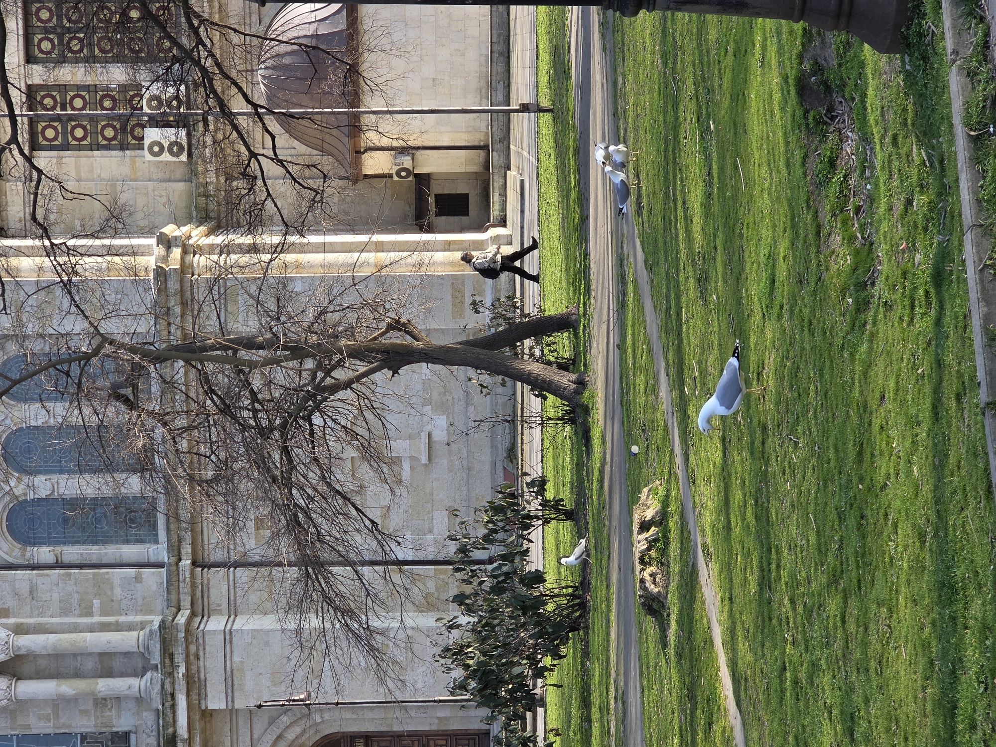The image depicts a park scene in Varna, Bulgaria, with the Dormition of the Theotokos Cathedral in the background. The cathedral, constructed of light-colored stone, features classical architectural elements including tall columns, arched windows with detailed stained glass patterns (some circular), and a prominent cornice. An adjacent smaller building with a dark, domed roof is visible to the right of the main structure. Two air conditioning units are mounted on the exterior wall of the cathedral.
In the midground, a paved pathway runs horizontally, separating the cathedral from a wide expanse of bright green grass in the foreground and midground. A leafless deciduous tree with a split trunk stands to the mid-left, its bare branches extending upwards and right. Another bare tree is partially visible on the far right. Several evergreen bushes with dark green foliage are situated on the grass to the mid-left. A prominent tree stump is centrally located on the grass. A narrow, dirt path meanders through the grass in the foreground.
One individual, wearing a light-colored jacket, dark trousers, and a dark backpack, walks from left to right on the paved pathway in the midground. Several seagulls are scattered across the green grass. One seagull, predominantly white with gray wing tips, is in the immediate foreground, facing right. Three other seagulls, white with gray markings and yellowish beaks, are clustered together further back on the grass to the right. Another white seagull is positioned near the evergreen bushes on the left. A dark lamppost is partially visible on the far right, and another lamppost with a bronze-colored top is seen on the far left. A white plastic cup lies on the grass near the tree stump. The scene is illuminated by natural sunlight, casting visible shadows.