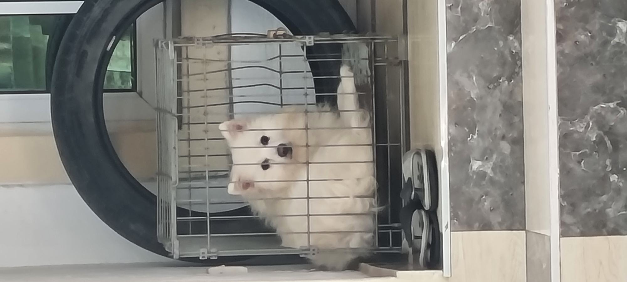A small, white dog is confined in a wire cage outdoors. The cage is situated next to a black tire leaning against a building. The building has a marble-patterned wall on one side and a window visible through the tire. A pair of sandals rests against the cage. The location is identified as Lekki, Nigeria.