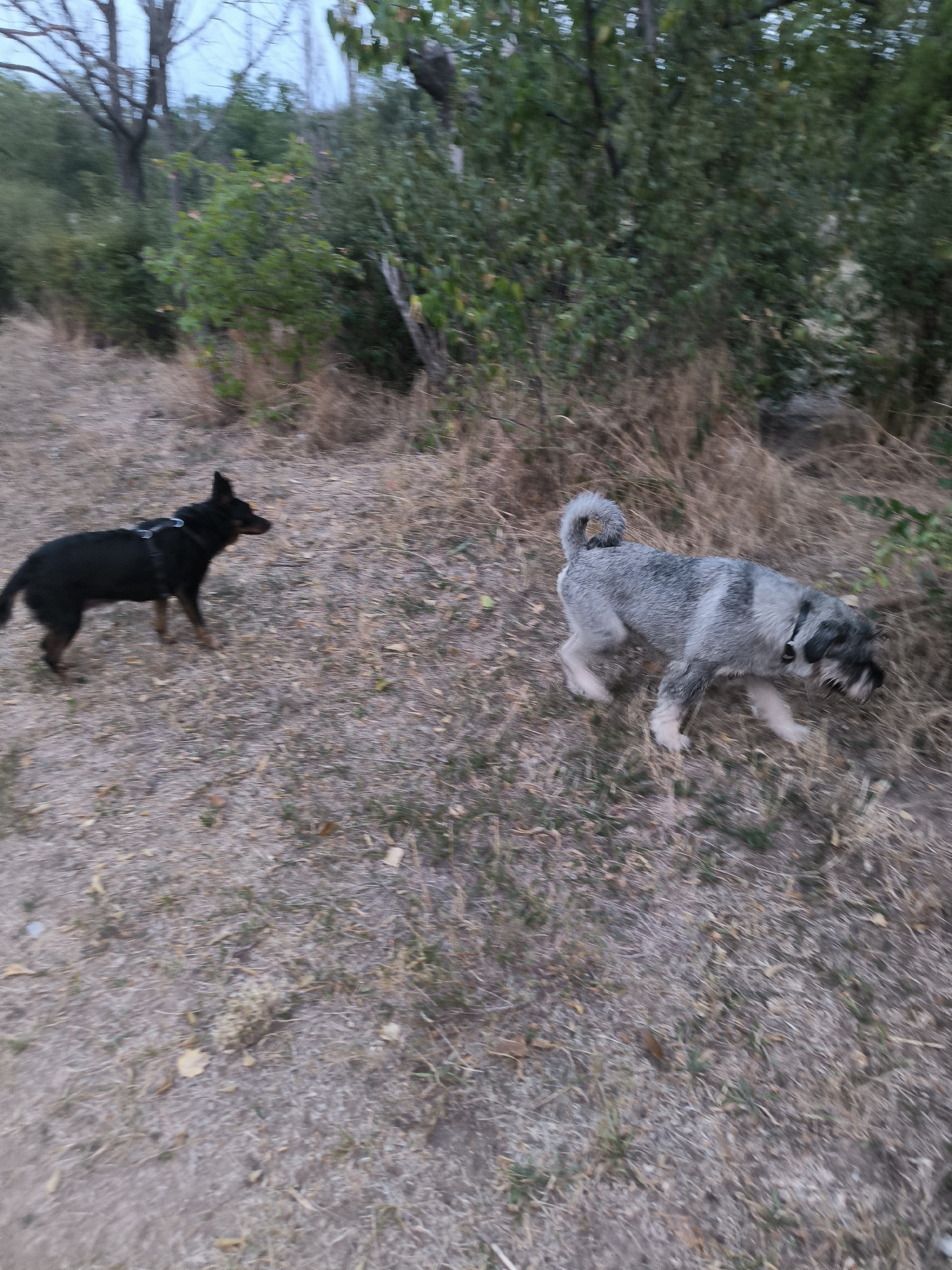 The image depicts two dogs in an outdoor, natural environment. The dog on the left is a small black dog wearing a harness. It is facing towards the right of the frame and appears to be walking. The dog on the right is a medium-sized gray dog with a curled tail, also appearing to be walking or trotting. The ground is covered in dry grass and some scattered leaves. In the background, there is dense foliage and trees, suggesting a park or wooded area. The lighting indicates it is either early morning or late evening. This scene could be located in any number of outdoor recreational areas within the city of Mykolaiv, Ukraine, such as parks, forests on the outskirts of the city, or other natural green spaces.