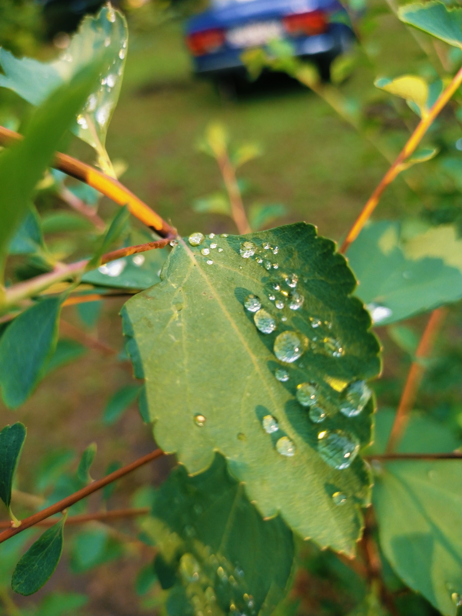 The image shows a close-up of a green leaf covered in water droplets. The leaf is serrated along the edges and is attached to a thin, brown stem. In the background, a blurred image of a blue vehicle and green grass can be seen, suggesting an outdoor setting, possibly a park or residential area. The lighting indicates it is daytime, with sunlight casting highlights on the water droplets and the leaf. The specific location in Horishni Plavni, Ukraine, is not discernible from the visual information provided in the image. There are no people or animals present.