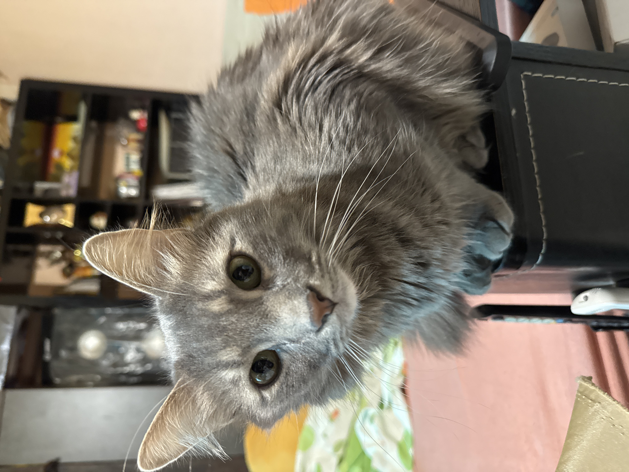 A gray cat with long whiskers is looking at the camera. It is lying on a black leather-covered surface. Behind the cat, there is a black shelf with various items on it. A pink wall and a patterned cloth are also visible. The location is not discernible from the image.