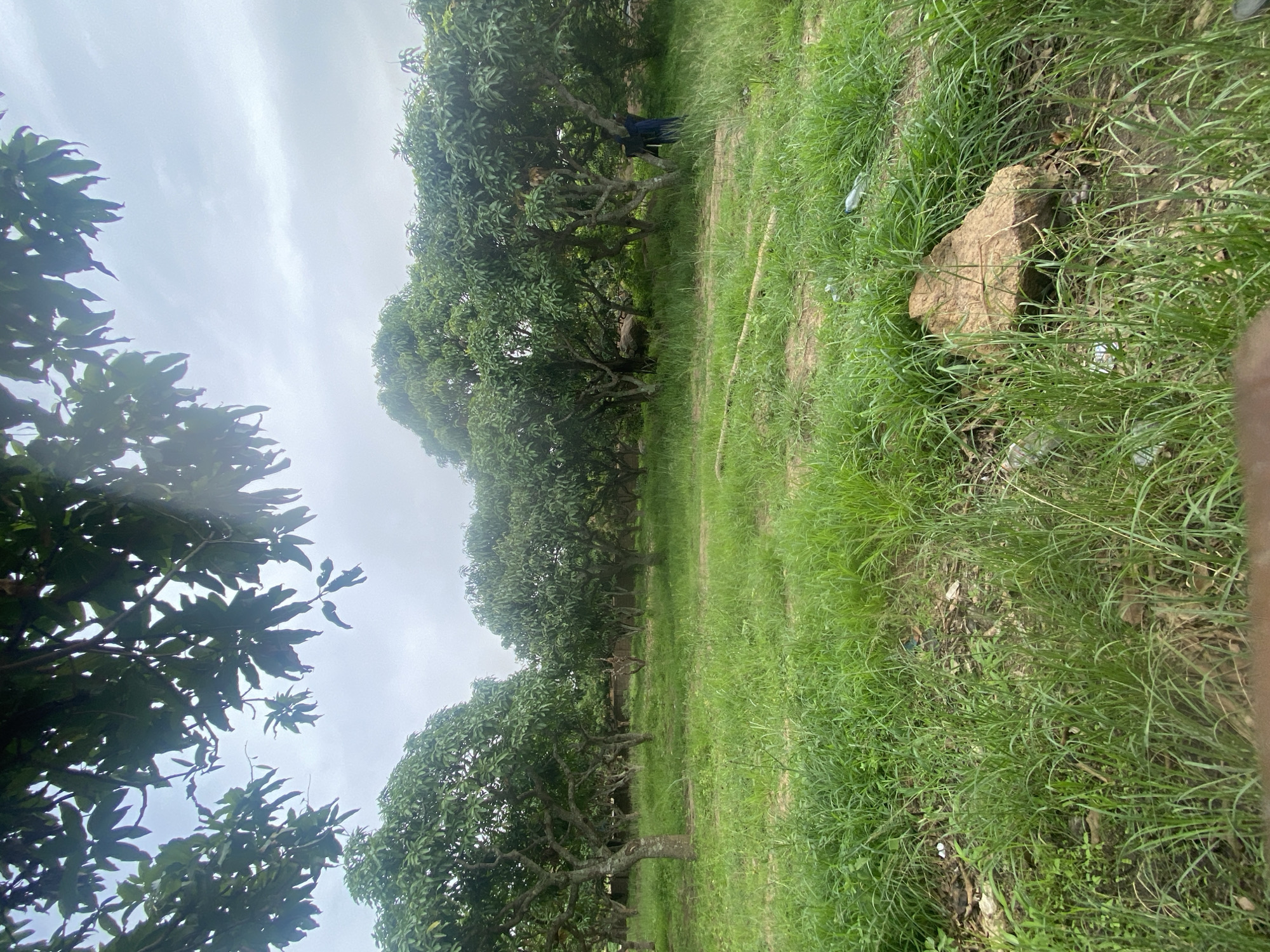 The image depicts an outdoor scene in Jos, Nigeria, likely a mango plantation, characterized by a row of mature mango trees with lush green foliage. The perspective is low and angled, giving prominence to the trees and the surrounding grassland. The sky is overcast, suggesting a cloudy or potentially rainy day, with some branches of trees framing the top portion of the image.
In the middle ground, a person is partially visible standing amongst the trees. They are wearing dark clothing, possibly a blue or black garment. The ground is covered in thick, green grass, with some scattered rocks and debris, including what appears to be discarded plastic. One large, light brown rock is prominently placed in the grass on the right side of the frame. The overall impression is of a natural, somewhat unkempt environment. The time of day is indeterminate due to the cloudy conditions, but the lighting suggests it is daytime. There is no visible text in the image.