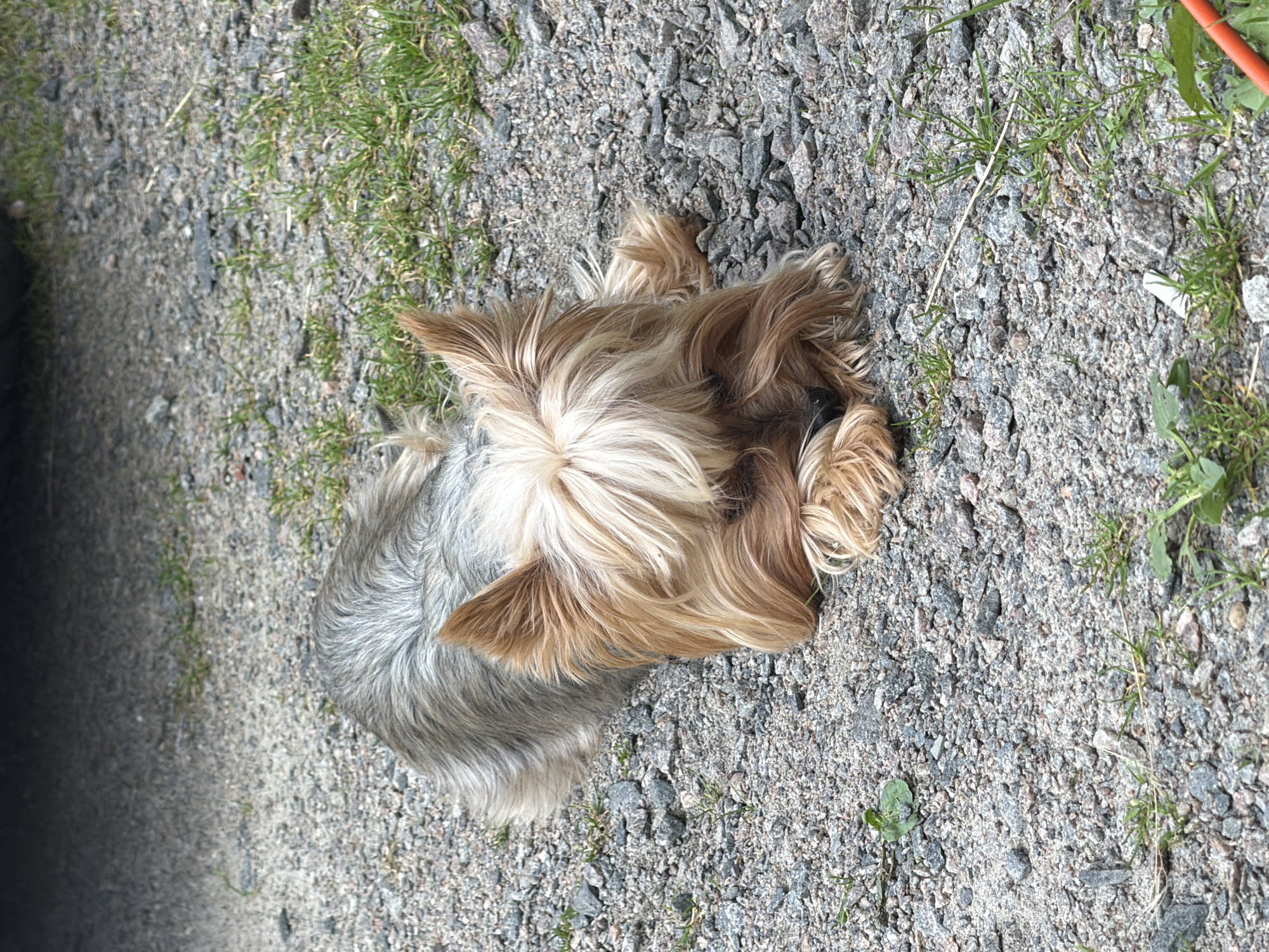A Yorkshire Terrier lies on a gravel path. The dog's fur is a mix of gray and tan, with lighter tan accents around its face and ears. It is lying down with its head resting on its paws, and its eyes are closed. The gravel path is composed of small gray stones and is interspersed with patches of green grass. In the background, a dark, out-of-focus area suggests the presence of a structure or vehicle. There are no people visible in the image. The scene appears to be outdoors, likely in a park or residential area. The location is specified as Bila Tserkva, Ukraine.