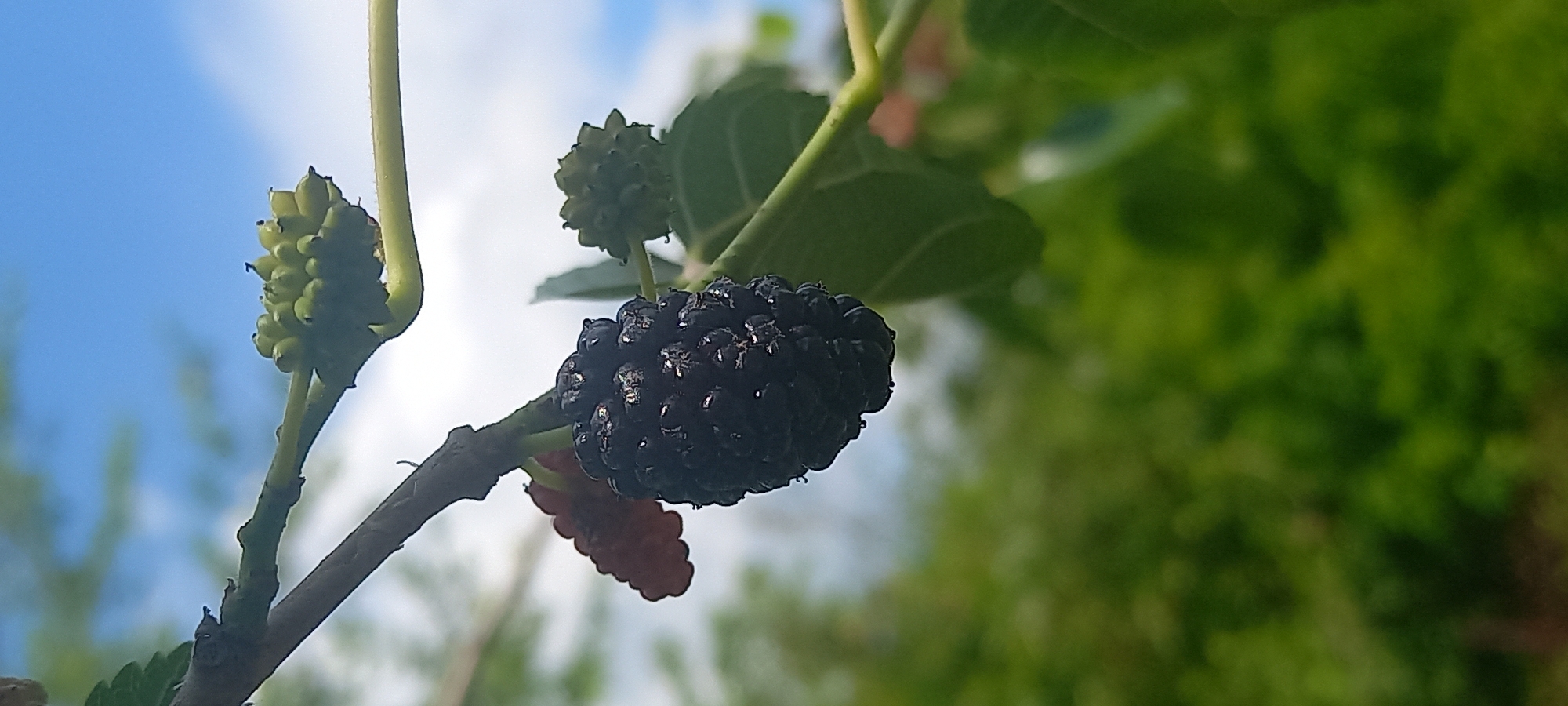 A close-up, low-angle shot captures a dark, ripe mulberry hanging from a branch, with a smaller, unripe red mulberry nearby. The background is a blur of green foliage and a bright blue sky with scattered white clouds, suggesting an outdoor, natural setting. The image's focus on the fruit and its immediate surroundings implies a scene taken in a garden or park, possibly in the city of Kryvyi Rih, Ukraine, during warmer months. No people are visible in the frame.