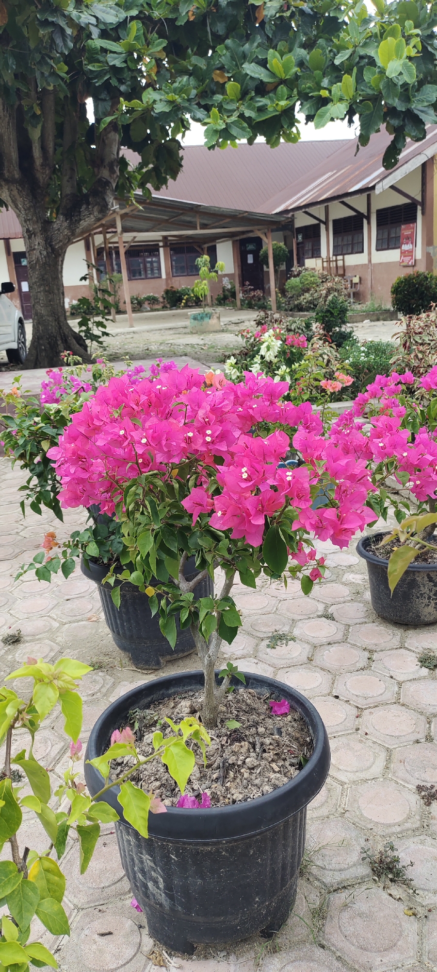 In Langnibong, Indonesia, a vibrant pink bougainvillea plant in a black pot stands prominently on a paved walkway. The walkway is made of hexagonal concrete tiles. Behind the bougainvillea, other flowering plants and a large tree are visible. A building with a brown roof and white walls, characteristic of Indonesian architecture, forms the backdrop. The scene appears to be an outdoor area, possibly a schoolyard or a public garden.