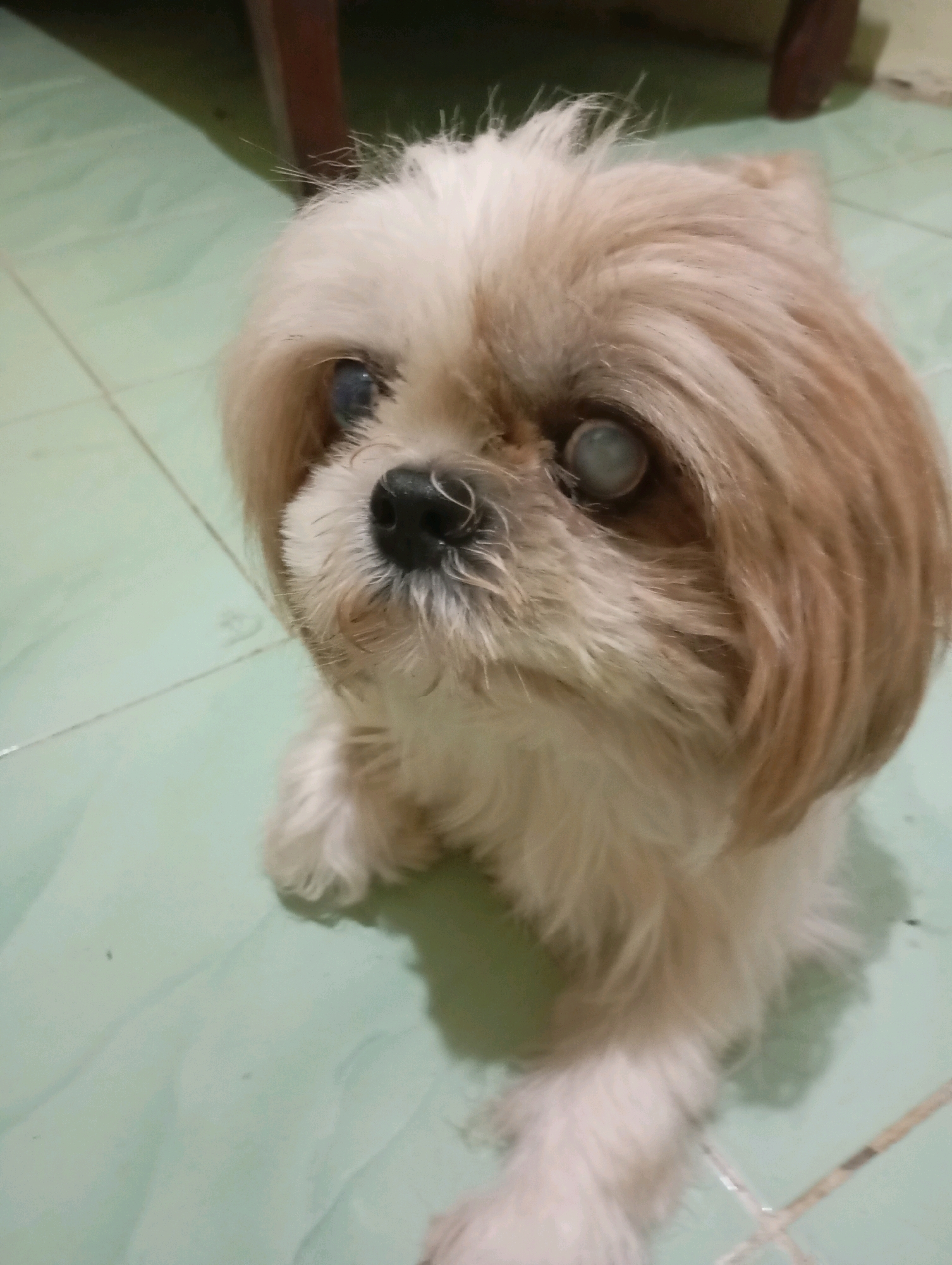 A close-up shot shows a Shih Tzu dog with light brown and white fur, sitting on a light green tiled floor. The dog's eyes appear cloudy or opaque, suggesting possible vision impairment. The background is blurred, with hints of dark furniture and a dark shadow. The scene is indoors, likely in a residential setting in Balikpapan, Indonesia, given the tiled floor commonly found in tropical climates.