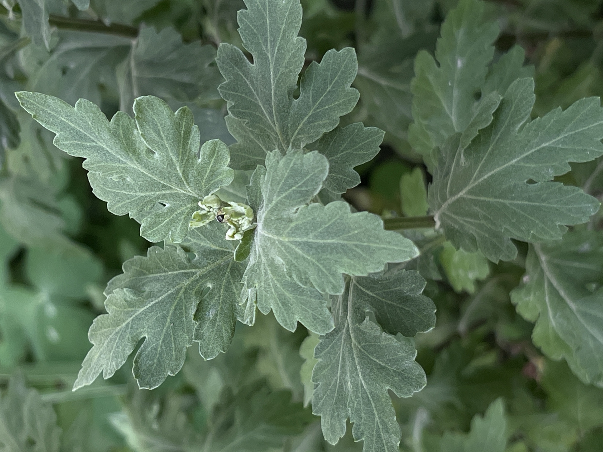 The media file is a close-up, top-down photograph of a cluster of silvery-green leaves, likely from a plant in the chrysanthemum family, given their characteristic lobed and toothed shape. The leaves are covered in a fine, downy fuzz that gives them a matte appearance. The lighting suggests it is daytime, possibly overcast, as there are no harsh shadows and the light is diffused.
The leaves are arranged in a radial pattern around a central point, where a small, undeveloped flower bud can be seen, along with a tiny dark insect. The background consists of more foliage, out of focus, which is a darker shade of green, suggesting a garden or natural setting. The overall impression is one of lush, dense plant growth. There is no visible text in the image. The location context is Lviv, Ukraine, implying this is an outdoor scene in that region.