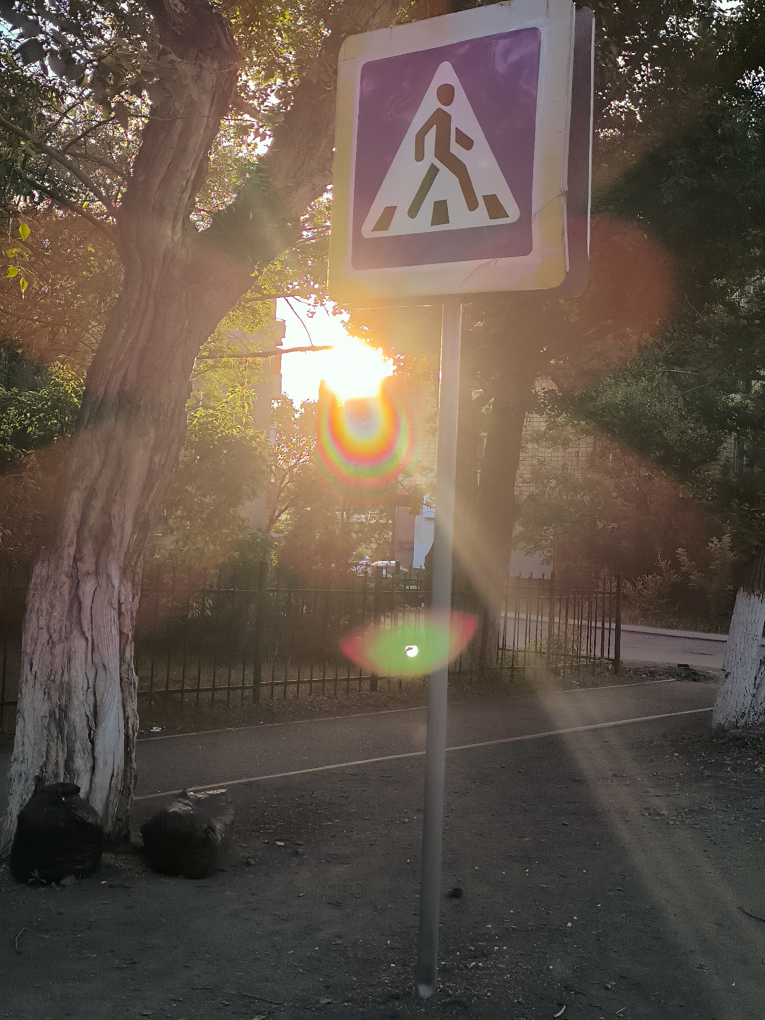 An outdoor, eye-level shot captures a pedestrian crossing sign situated on a sidewalk in Qarağandı city administration, Kazakhstan. The sign, mounted on a metal pole, features a white pedestrian symbol within a blue triangle, outlined by a white border, against a purple background. The sun shines brightly from behind a large tree to the left of the frame, causing lens flare and casting a warm glow over the scene. The tree's trunk is visible, and its branches extend upwards, partially obscuring the sky. In the foreground, a paved path runs alongside the sidewalk. Two black trash bags are placed at the base of the tree. A black metal fence runs along the edge of the path, separating it from a grassy area with more trees in the background. Buildings are visible in the distance, suggesting an urban environment.