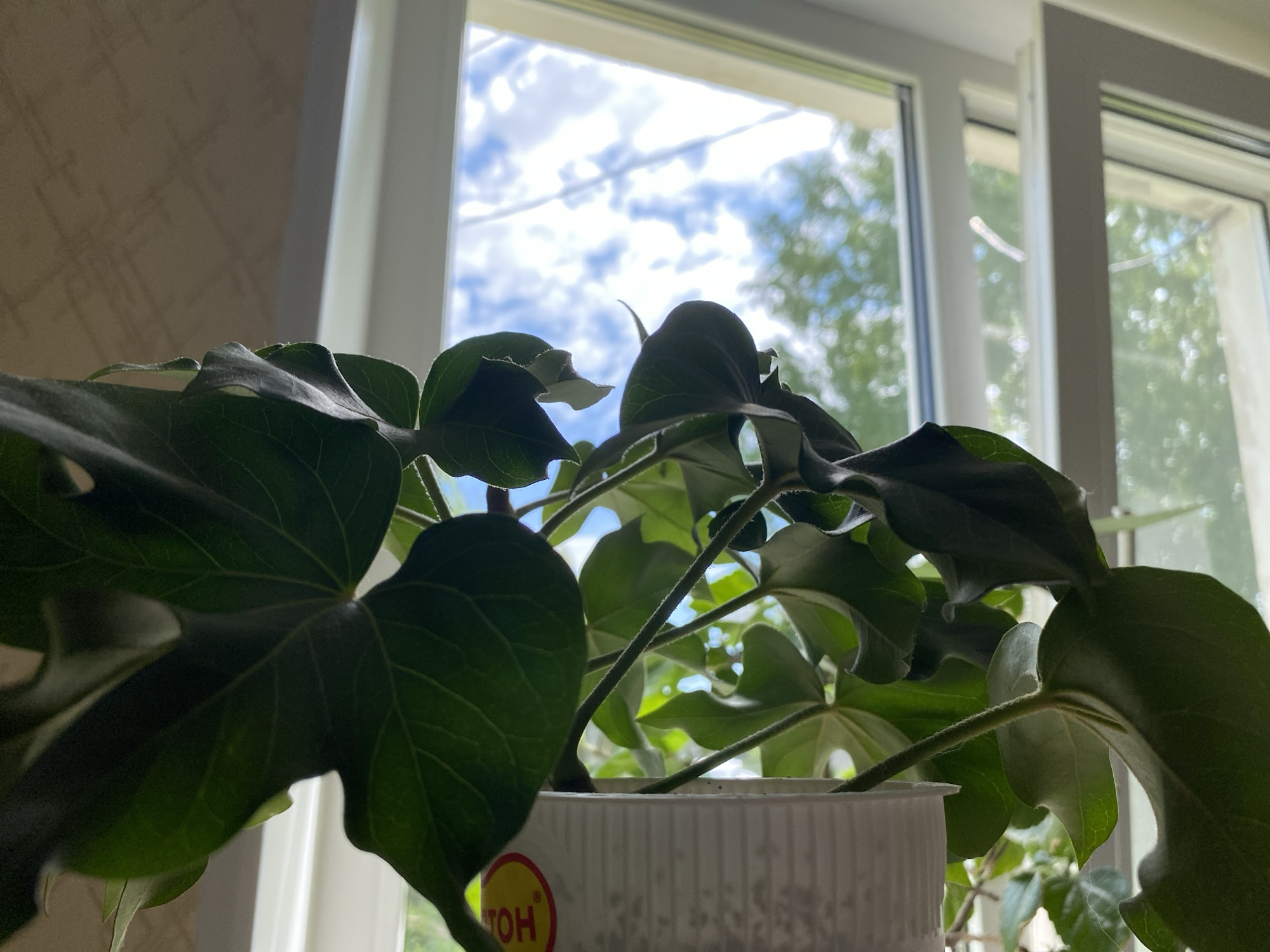 A low-angle, medium shot depicts a leafy green plant in a white plastic pot, set against the backdrop of a window. Through the window, a view of the sky with clouds and distant trees is visible. The plant's leaves are large and multi-lobed. A partially visible sticker is on the pot, with a yellow circle and the word "TOH" in yellow Cyrillic letters. The window has a white frame. The location is Unknown, Unknown.