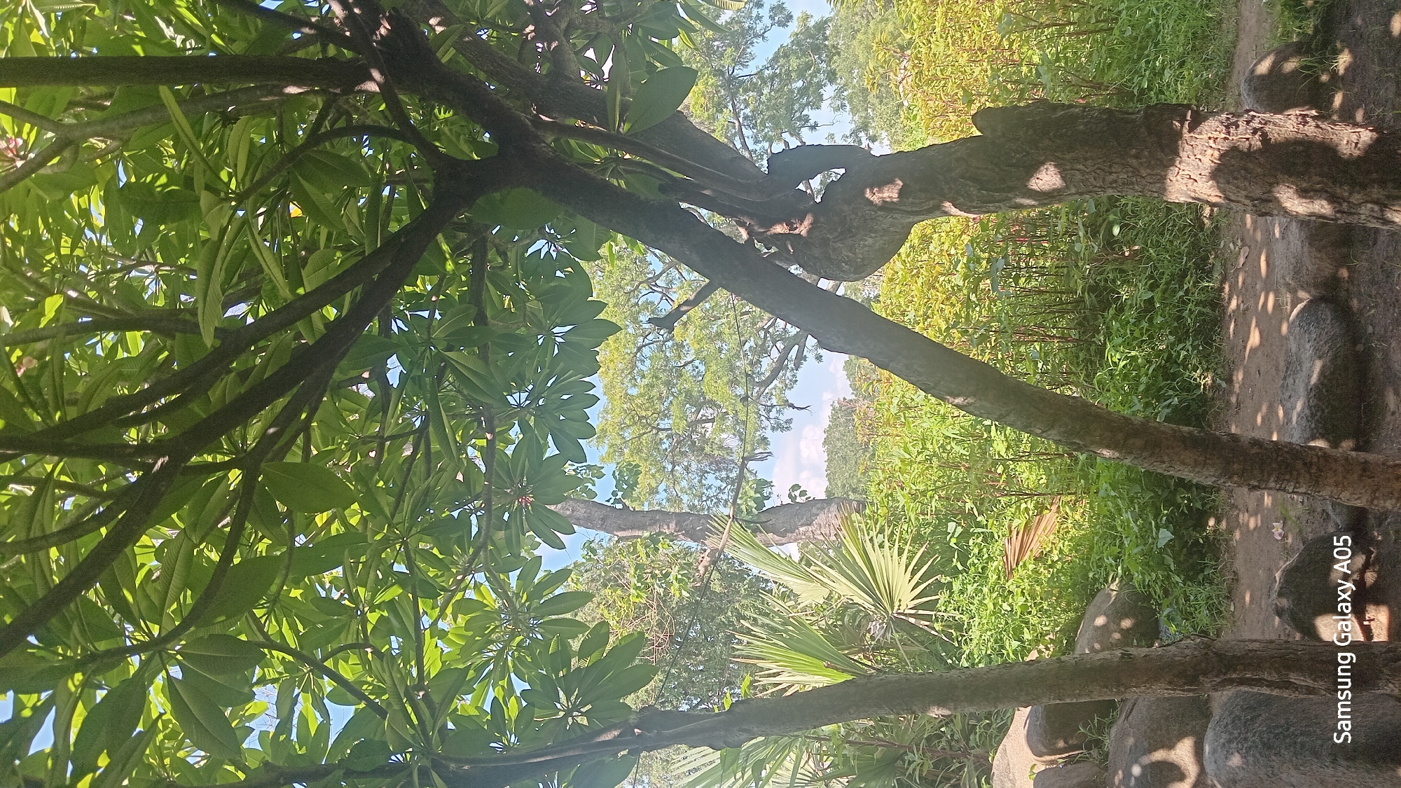 The image depicts a lush, green outdoor scene with dense foliage and trees. In the foreground, two thick tree trunks with rough bark are prominent, one leaning diagonally across the frame. Their branches, laden with vibrant green leaves, create a canopy that filters sunlight, casting dappled shadows on the ground. The ground itself is covered with soil and scattered rocks, some of which are large and grey.
Behind the foreground trees, the landscape opens up to reveal more vegetation. A tall, slender tree with a lighter colored trunk stands in the mid-ground, and to its left, the fan-like leaves of a palm tree are visible. The background is filled with a dense mix of green bushes and trees, some with reddish stems, extending towards a clear blue sky with scattered white clouds. The overall impression is one of natural abundance and tranquility. The scene is located in the city of Ribina East, Nigeria.