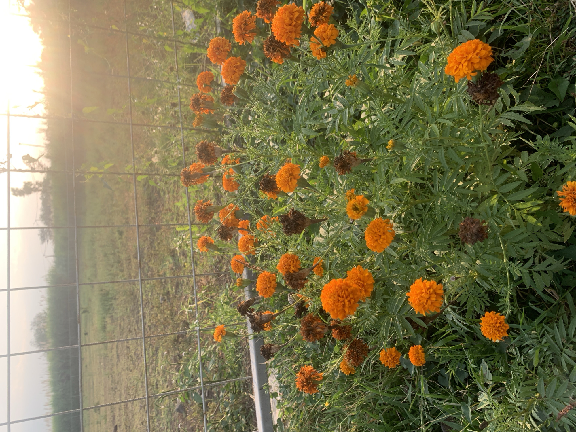 The image depicts an outdoor scene in Kentangan, Indonesia, characterized by a dense cluster of marigold flowers in the foreground. The flowers are predominantly bright orange, with numerous withered brown blossoms and green foliage populating the lower two-thirds of the frame. A silver-colored, square-grid metal fence extends horizontally across the mid-ground, separating the flowering plants from a grassy, undeveloped field beyond. In the far background, a dense line of tall green vegetation, possibly reeds or crops, is visible, with indistinct trees or structures appearing on the distant horizon. Strong sunlight originates from the upper right quadrant, creating a prominent lens flare and casting a warm, golden illumination across the background, fence, and portions of the flowers. No individuals, animals, or discernible activities are present.