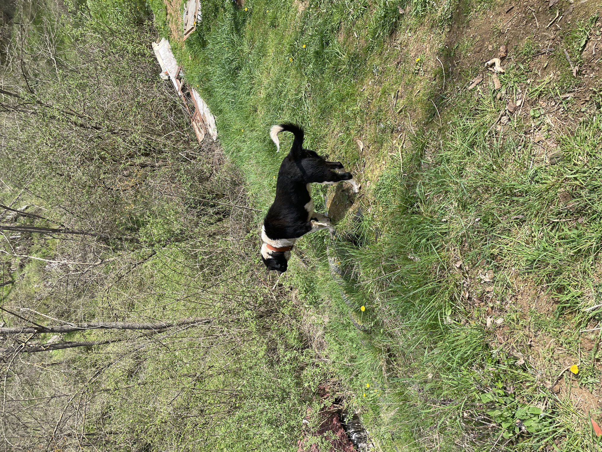 A medium shot of a black and white dog in a grassy area adjacent to a wooded area. The dog is standing with its tail raised. There are a few yellow flowers in the grass. Parts of a building are partially visible in the background. The location is possibly near Zlatograd, Bulgaria.