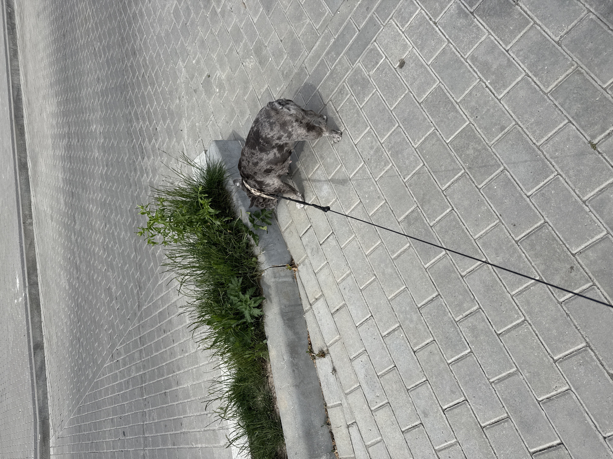 The image captures an overhead view of a merle-patterned dog resting on a paved pathway next to a strip of grass. The dog, predominantly grey with black and white mottling, is lying on its chest with its front paws tucked, appearing relaxed or perhaps sniffing the foliage. A black leash is visible, extending from a harness on the dog and stretching towards the bottom right of the frame, indicating it is on a walk.
The ground is covered with grey rectangular paving stones, laid in a regular, staggered pattern. A concrete curb runs parallel to the path, separating it from a narrow strip of vibrant green grass and some taller weeds. The scene is brightly illuminated by strong, direct sunlight, evidenced by crisp shadows, suggesting a clear and sunny day, likely during the mid-morning or afternoon. There is no visible text in the image. This tranquil scene is set in Berezyna, Ukraine.