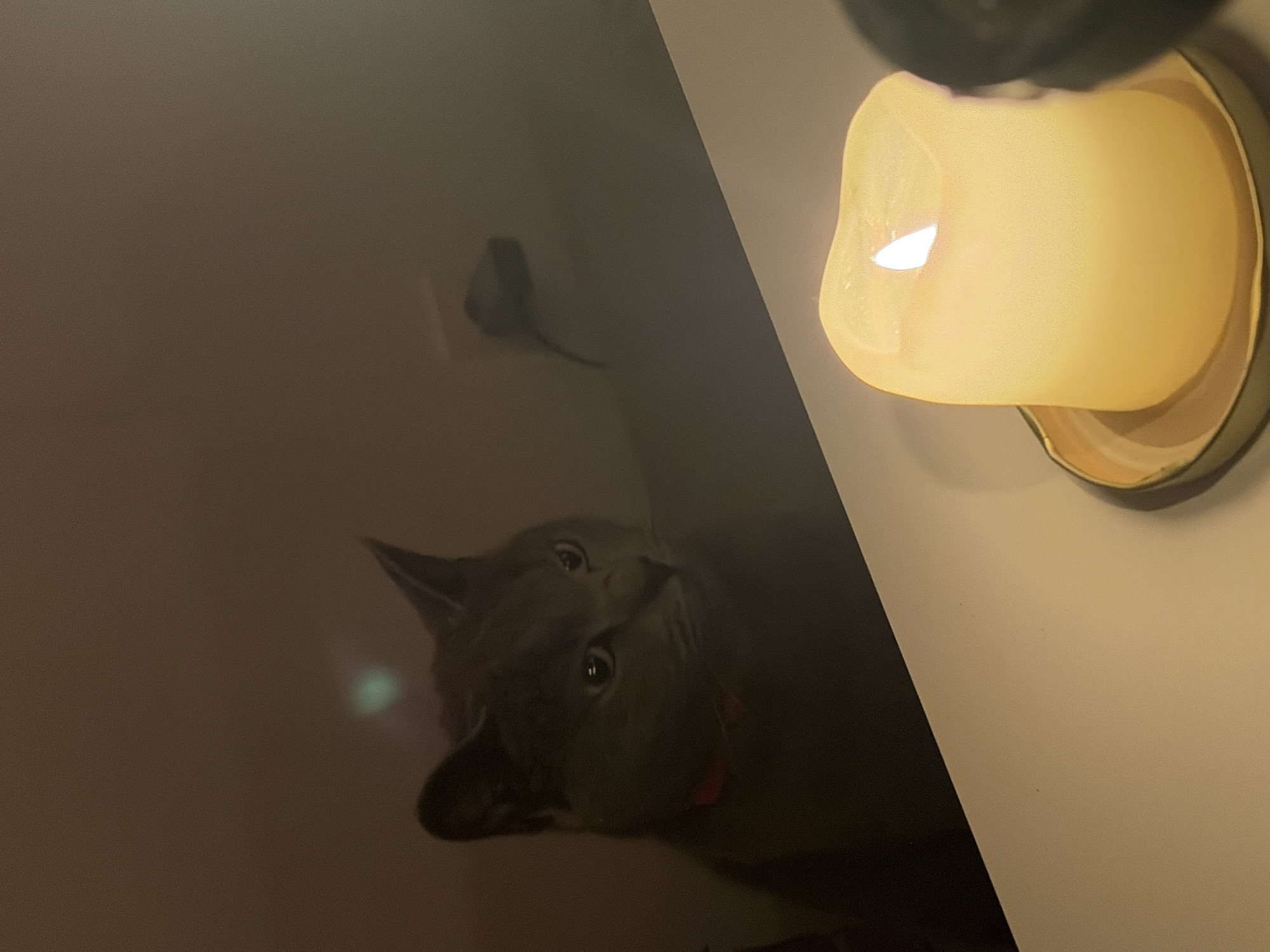 The image, captured in a rotated orientation, presents an indoor scene featuring a cat and a wall-mounted light fixture. The setting appears to be a dimly lit room with light-colored, possibly off-white, walls, suggesting it is evening or night.
Prominently displayed on the right side of the frame is a wall-mounted light fixture. It houses a yellow, opaque bulb designed to mimic the appearance of a burning candle, emitting a soft, warm glow with a distinct bright "flame" area. The fixture's base is metallic, possibly brass or gold-toned.
In the lower-left area of the image, a grey-furred cat is visible. The cat's head is tilted upwards, and its eyes, which appear green or yellowish, are wide open, reflecting light and giving it a curious or attentive expression. Its mouth is slightly agape, revealing a hint of its pink tongue. A faint, dark shadow of a small, distinct object with a tail-like extension is cast on the wall above and to the left of the cat. The image exhibits a grainy texture, typical of photography in low-light conditions. No discernible text is visible anywhere in the image.