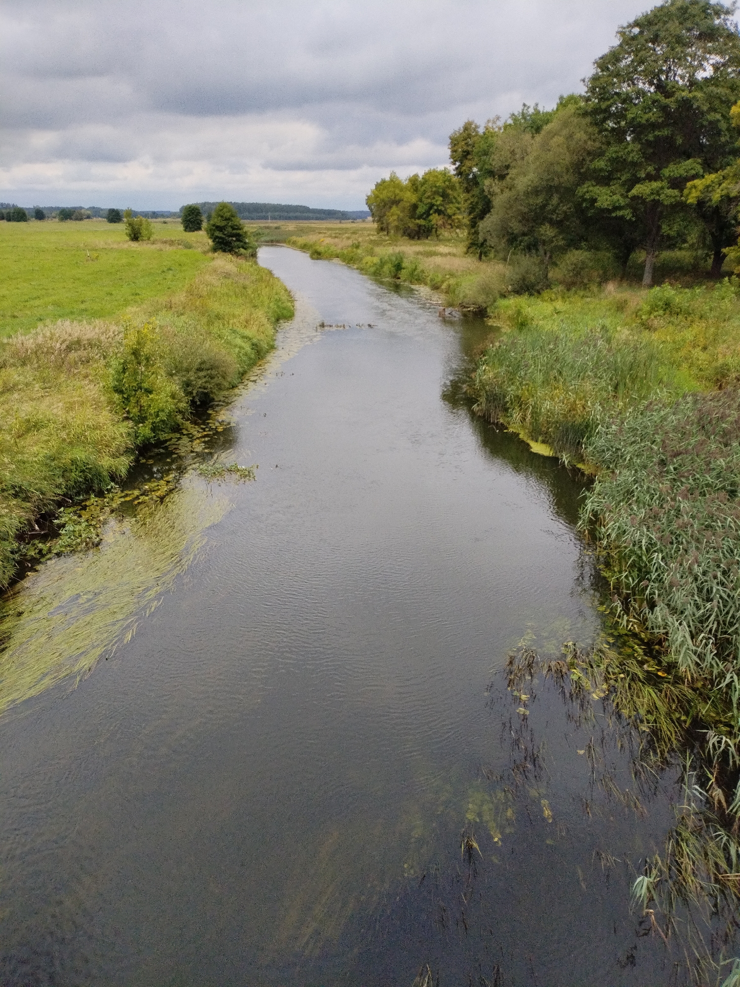 The image shows a wide, dark river flowing through a rural landscape under a cloudy sky. The riverbanks are lined with lush green vegetation, including tall grasses and reeds on the right side and a mix of grass and smaller trees on the left. The water itself appears murky and contains patches of floating green algae and submerged aquatic plants. In the background, fields of green grass stretch towards a line of trees and a distant forest. The overall scene suggests a natural, undeveloped environment. The location is specified as Bialynichy, Belarus. There are no people or specific man-made structures clearly visible in this perspective. The image is taken from an elevated viewpoint, looking down onto the river and its surroundings.