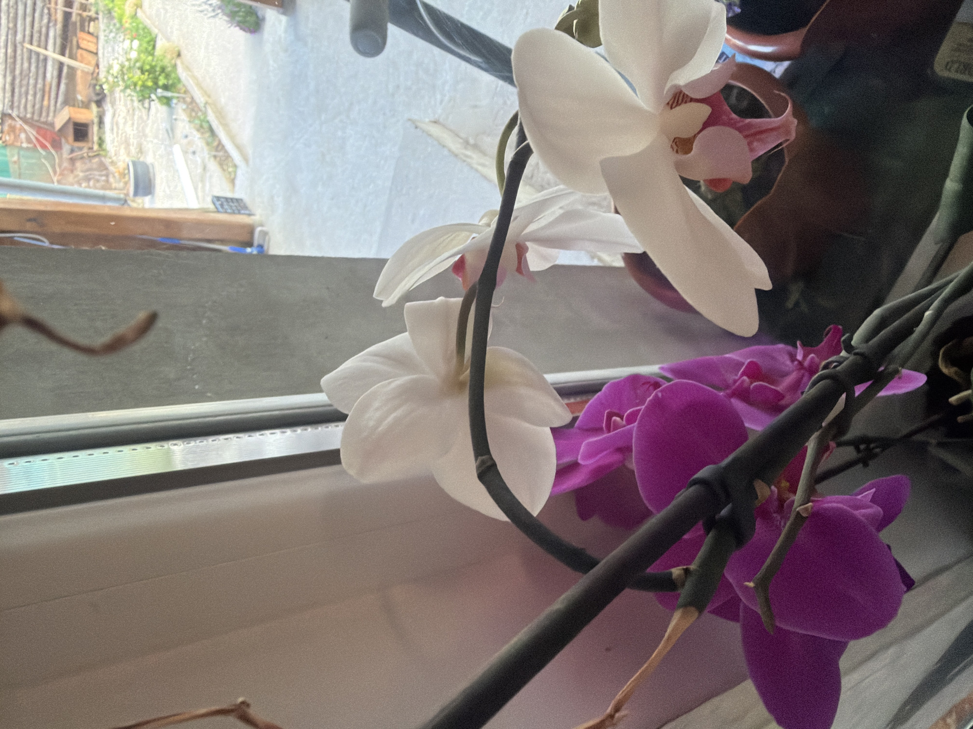 A close-up, angled shot captures two orchid plants positioned near a window, with an outdoor scene visible through the glass. In the foreground and mid-ground, vibrant white orchid flowers dominate, with their intricate centers displaying delicate pink and yellow hues. Behind and to the right of the white orchids, several rich purple orchid blooms are visible, their petals softly textured. The dark green stems of the orchids are prominent, some supported by thin, brown stakes.
The window frame is a white PVC style, and a light grey windowsill forms the base for the plants. Through the window, an outdoor environment is depicted under bright daylight. A rustic wooden structure, possibly a fence or a small shed, is visible on the left. Beyond this, a light-colored ground or pathway stretches towards the right, bordered by some green foliage. The bright light from outside illuminates the orchids, creating some soft shadows and highlights on their petals. The overall perspective is slightly downward, looking past the flowers and out of the window. No clear text is discernible.