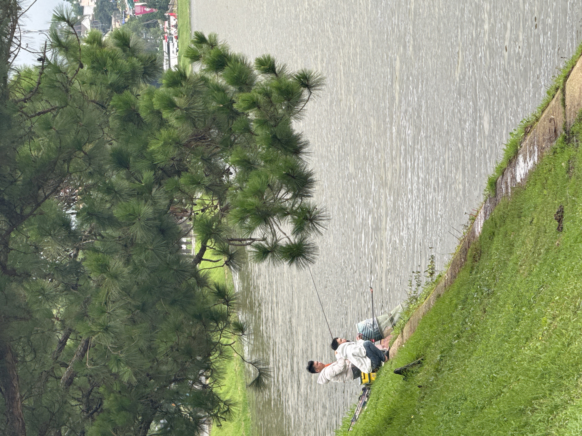 The image depicts a serene outdoor scene in Da Lat, Vietnam, with two individuals engaged in fishing by a body of water. A prominent, large pine tree with dense green foliage occupies the left side of the frame, its branches extending over the water. Its needle-like leaves are clearly visible, indicating a lush natural environment.
On the right, a calm lake or pond stretches horizontally, its surface showing subtle ripples from a light breeze or current, reflecting the overcast sky with a muted gray tone. Along the water's edge, a vibrant green grassy embankment slopes gently upwards from the water, providing a soft texture to the foreground. A section of concrete or stone retaining wall is visible between the grass and the water.
Two men are seated on the grassy bank towards the right side of the image, appearing relaxed as they fish. One man, wearing a light-colored jacket and dark trousers, is more clearly visible, looking towards the water with his fishing rod extended. The other man is seated nearby, partially obscured, also tending to a fishing rod. Various items of fishing gear, including bags or baskets, are placed on the grass beside them.
In the far background, across the water and above the distant tree line, hints of buildings and structures can be discerned, suggesting the proximity of a town or city. The time of day appears to be daytime, likely overcast, as indicated by the soft, diffused light and the absence of strong shadows. The overall atmosphere conveys a sense of tranquility and leisure. No visible text is present in the image.