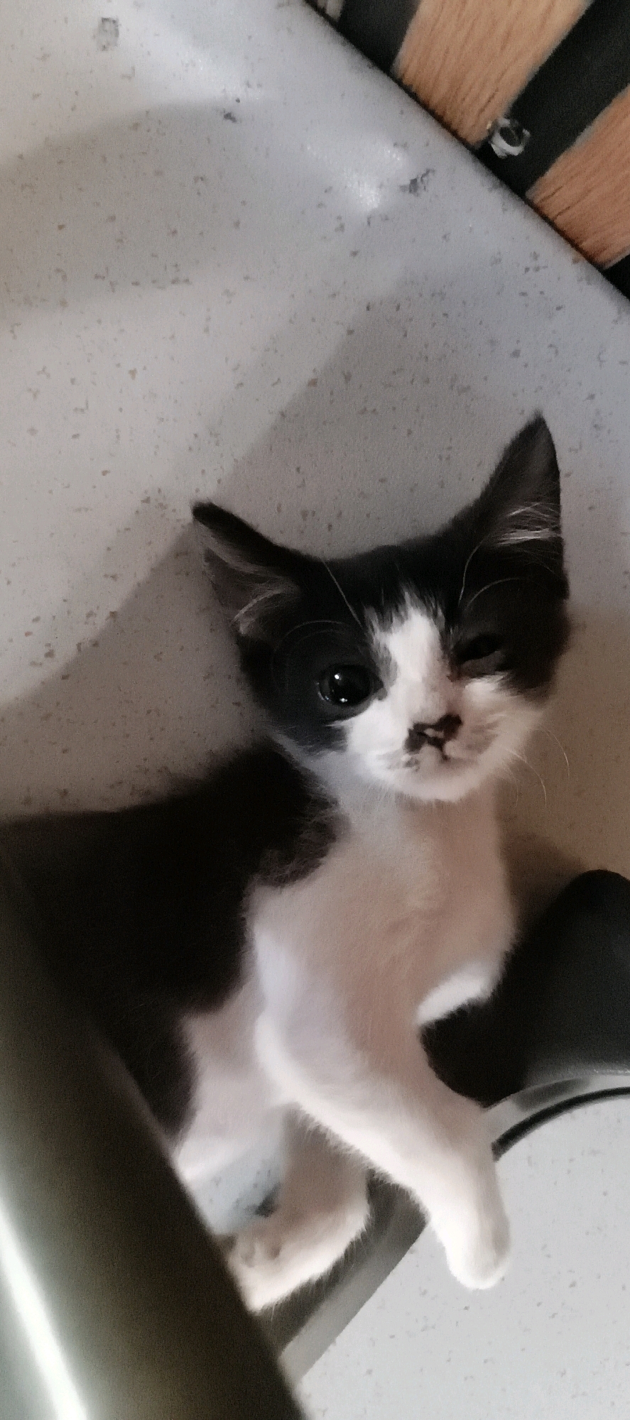 A black and white kitten with wide, dark eyes and one eye closed in a wink is lying on a light-colored, speckled surface. The kitten's fur is short and predominantly white on its chest and face, with black markings on its head, ears, and back. A small black marking resembling a mustache is visible on its snout. The kitten's paws are white and appear soft. The background is out of focus but suggests a domestic environment with hints of wooden slats and dark furniture. There are no people or specific landmarks indicating a location in Muaro Jambi, Indonesia. The lighting creates a soft shadow on the surface to the left of the kitten.