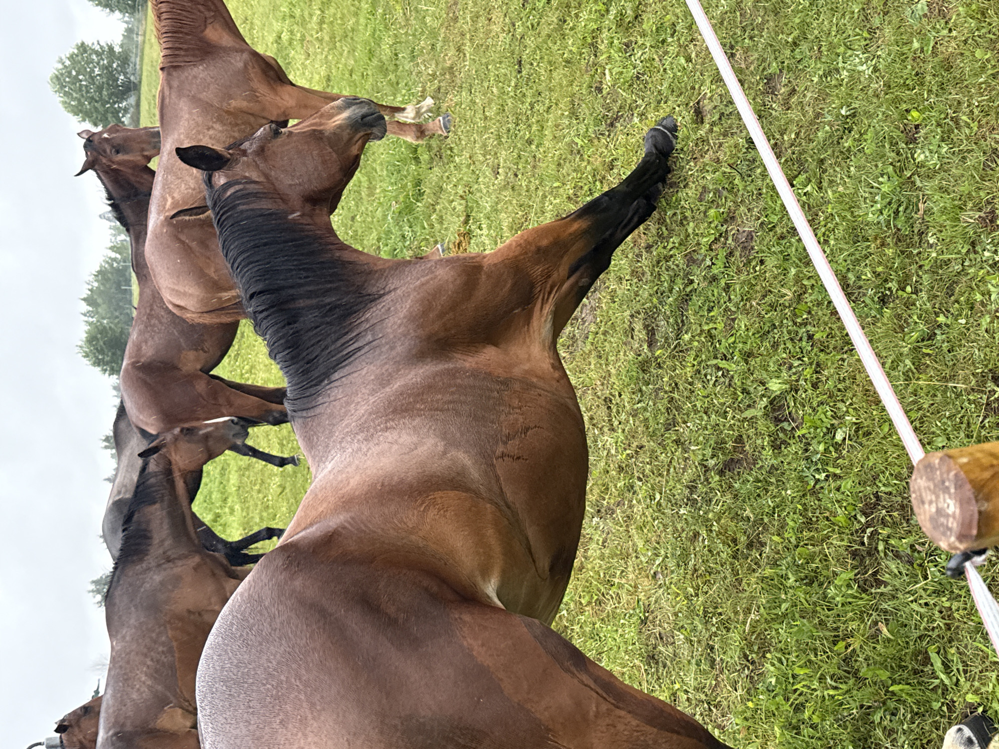 A group of brown horses are standing in a grassy field under a cloudy sky. The horse in the foreground is facing to the right, with its head lowered and its front legs extended forward. Its coat is a rich brown color, and its mane is dark brown and black. In the background, other horses are visible, some with their heads lowered to graze, and others with their heads raised, looking towards the viewer. The field is covered in green grass, and there are trees in the distance. The overall impression is one of a peaceful, natural setting. The image was taken in the city of Galinė, Lithuania.
