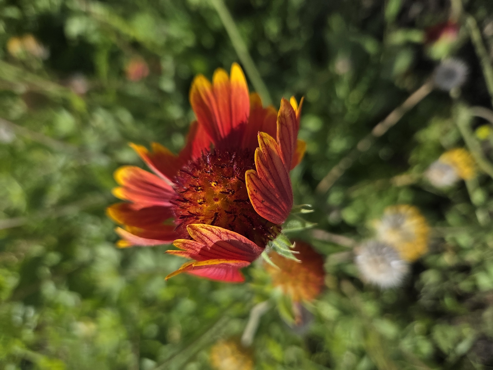 The image is a close-up, macro photograph of a single, vibrant red and yellow flower, likely a Gaillardia, in bloom. The flower's petals are detailed, showing a gradient of color from deep red at the center to bright yellow at the tips, with visible veins running through them. The center of the flower is a dark, textured disc. The background is a blur of green foliage, suggesting an outdoor setting, possibly a garden or park. The lighting indicates it is daytime, with natural sunlight illuminating the flower. There is no information in the image to suggest the location is Ulyanovsk, Russia, nor are there any people, actions, or interactions depicted. The overall scene is one of natural beauty and focus on the intricate details of the flower.