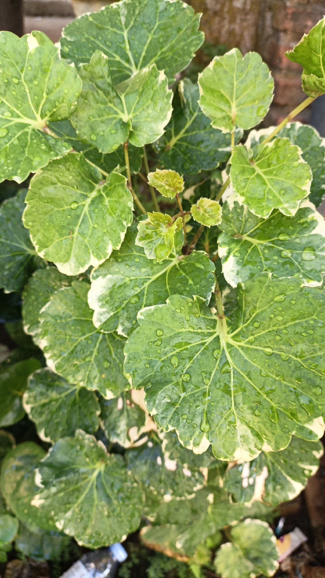 A close-up, overhead shot showcases a cluster of green and white variegated leaves of a plant, likely a type of Aralia, covered in water droplets, suggesting recent rain or watering. The leaves exhibit a serrated edge and prominent venation. In the lower portion of the image, a plastic bottle and some debris are visible on the ground. The background consists of blurred earthy tones, hinting at a natural or garden setting. This scene is likely situated outdoors in the city of Cikal, Indonesia, given the context.