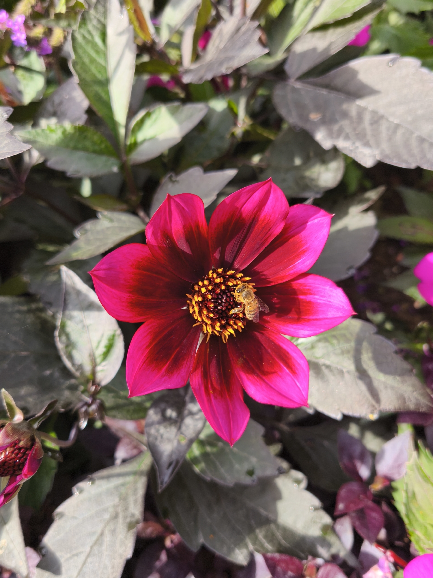 The image captures a close-up view of a vibrant pink dahlia flower with a bee actively collecting pollen. The flower's petals are a deep magenta at the base, transitioning to a bright pink at the edges, creating a striking contrast. The center of the flower is a cluster of yellow stamens, around which the bee is positioned. The surrounding foliage consists of large, grey-green leaves, some of which are slightly out of focus, and hints of other pink flowers and buds can be seen in the background. The lighting suggests it is daytime, with sunlight casting shadows and highlighting the textures of the petals and leaves. There are no people visible in the image. The scene is likely a garden or park setting. There is no information in the image to indicate it is located in Riga, Latvia.
