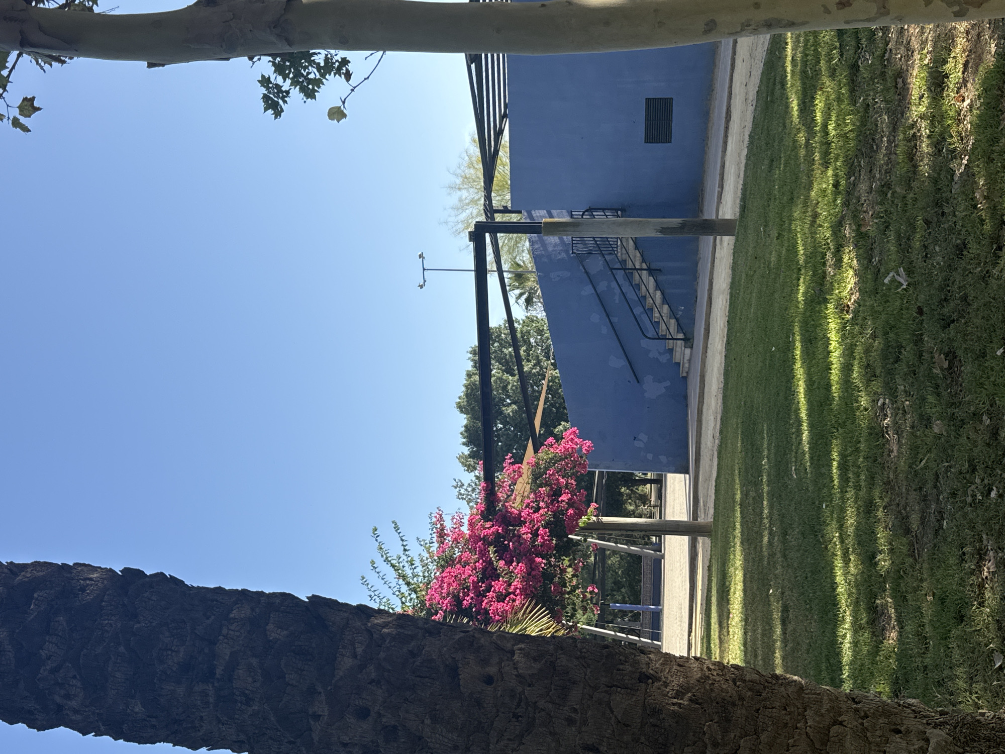 A bright, sunny day in a park in the city of Murcia, Spain. In the foreground on the left, a large palm tree trunk is visible. To the right, a lighter colored tree trunk stands partially in frame. The center of the image features a vibrant pink flowering bush. Behind the bush, a blue wall with a staircase leading up to it is prominent. The sky is clear and blue. The ground is covered in green grass and a paved pathway. Shadows from the trees are cast on the grass, indicating the time of day.