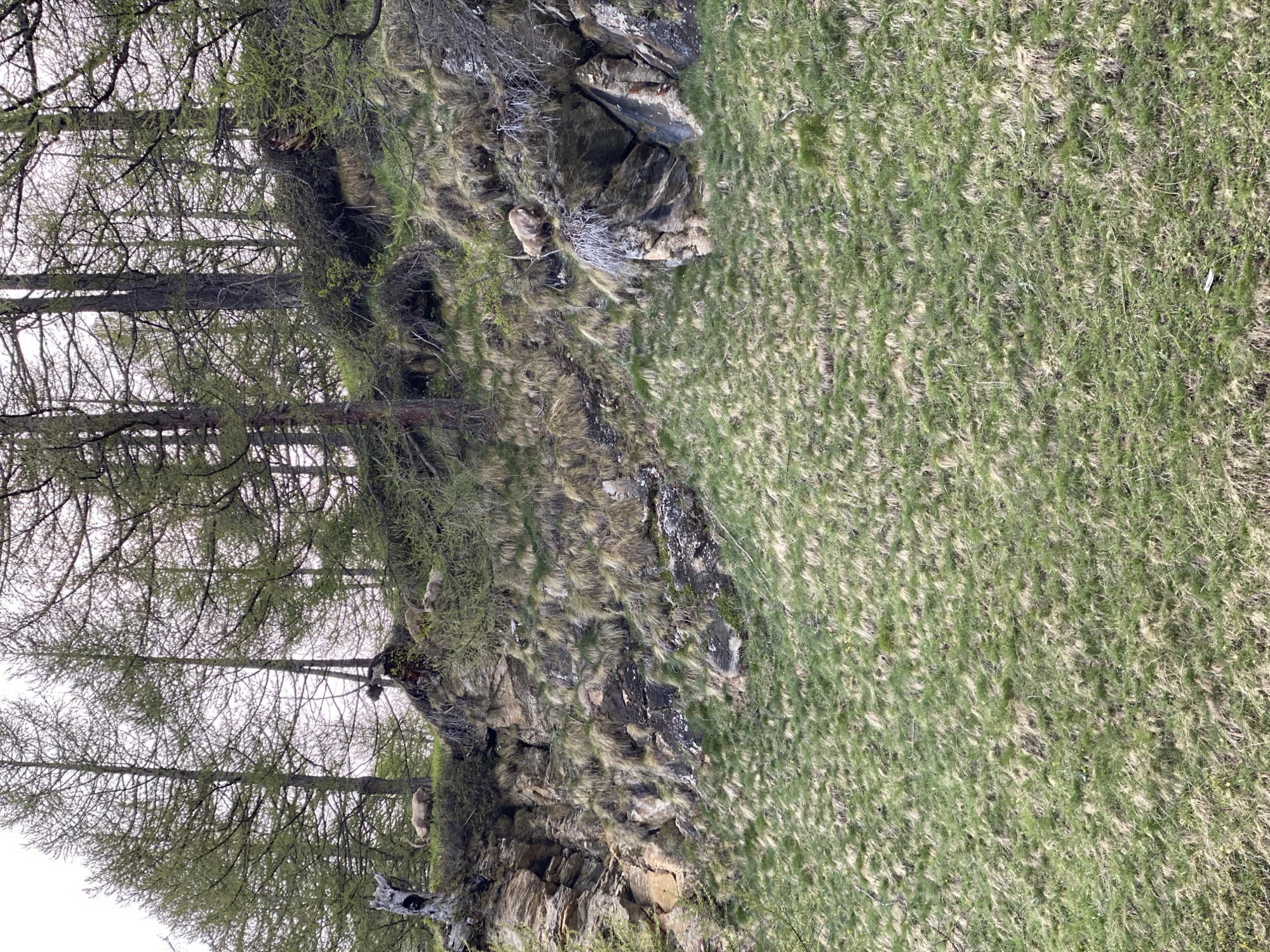 The image shows a landscape in Baceno, Italy. The scene appears to be a rocky hillside with trees and grassy areas. There are several trees on the left side of the image, some of which are bare, while others have new leaves. The hillside has a mix of grass, rocks, and moss. There appears to be some dry grass, indicating it may be early spring or late fall. There are multiple marmots visible on the hillside, positioned around the rocks.