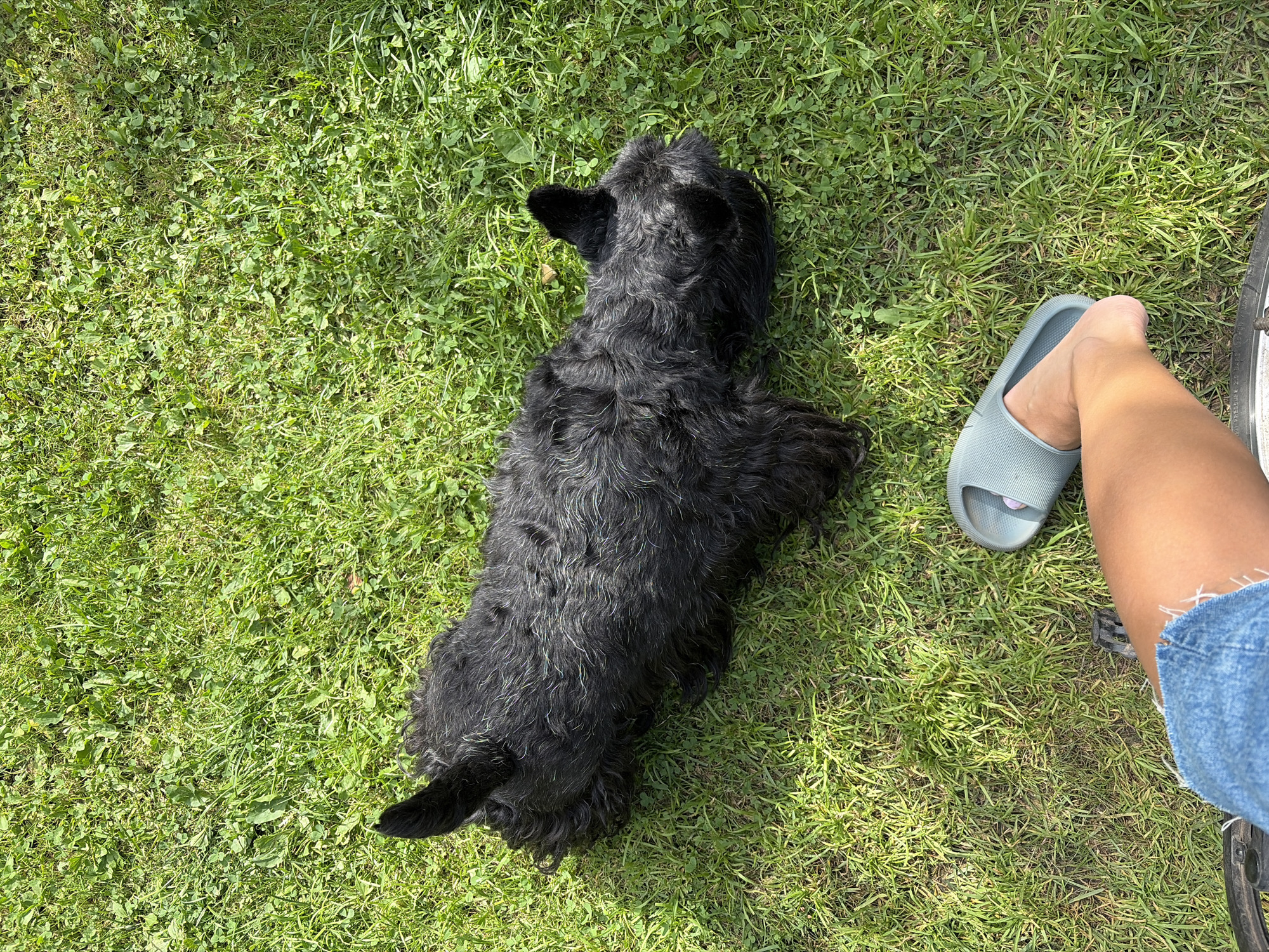 A black Scottish Terrier is lying down on a bright green grassy lawn. The dog's fur is wiry and appears somewhat disheveled, with some lighter gray hairs mixed in. Its tail is erect and bushy. To the lower right of the dog, a person's bare leg and foot, wearing a light blue slide sandal, are visible. The person is wearing denim shorts. The scene is illuminated by bright sunlight, casting shadows on the grass. The location is the city of Нерудник Снт, Russia.