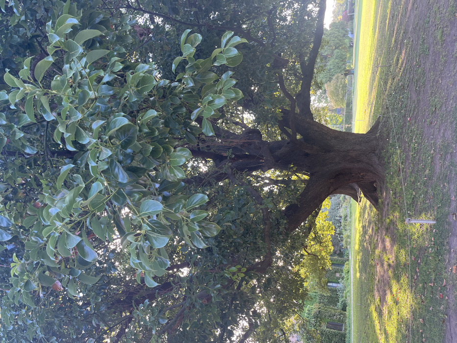 A large tree with glossy, green leaves dominates the left side of the frame. Its thick, brown trunk stretches towards the right, revealing a glimpse of a grassy field and scattered trees in the background. A thin, white rope extends from the tree trunk, seemingly marking a boundary. The ground is a mix of grass and dirt, illuminated by dappled sunlight. Buildings covered in vines are visible behind the tree.