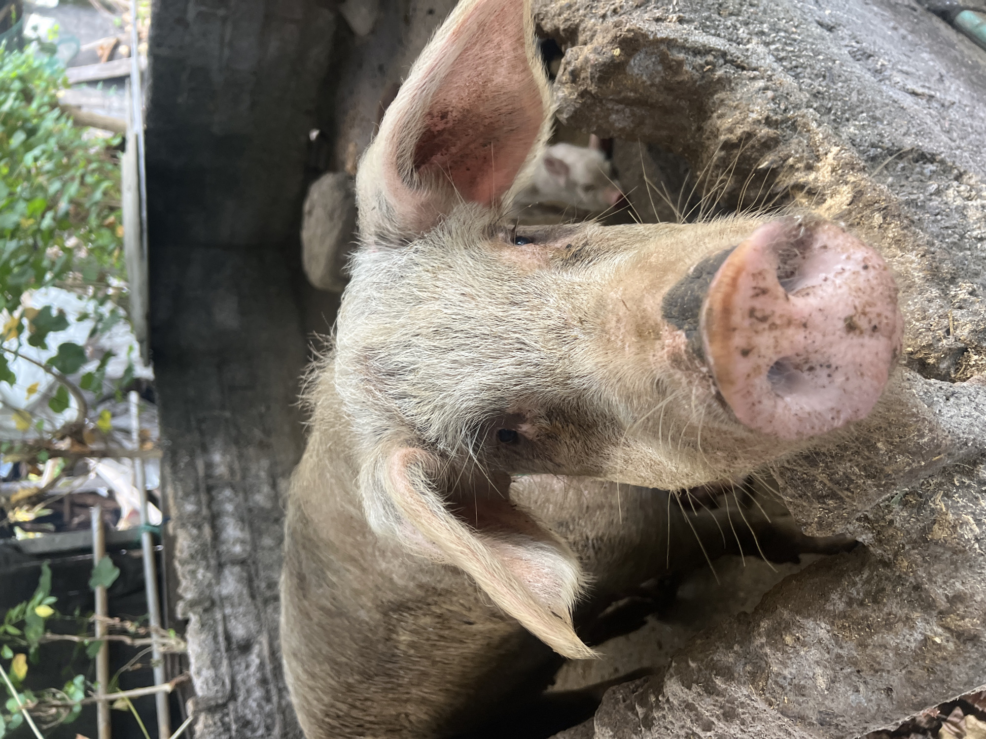 A close-up, eye-level shot captures a light brown pig in a pen. The pig's face is prominently featured, with its snout closest to the camera. Its ears are large and floppy, with pink interiors and some darker markings. The pig's eyes are dark and appear to be looking slightly to the side. Its snout is pink and speckled with dark spots. Some white bristles are visible around its face. The pig is positioned within a rough, concrete enclosure with large, grey rocks and debris. In the background, partially obscured by the main pig, is another smaller, white piglet. The environment appears to be outdoors, with foliage and what looks like a metal roof or structure visible in the upper portion of the frame. The overall scene suggests a farm or rural setting in Abang, Indonesia, with the pig likely in its natural habitat within a pen.