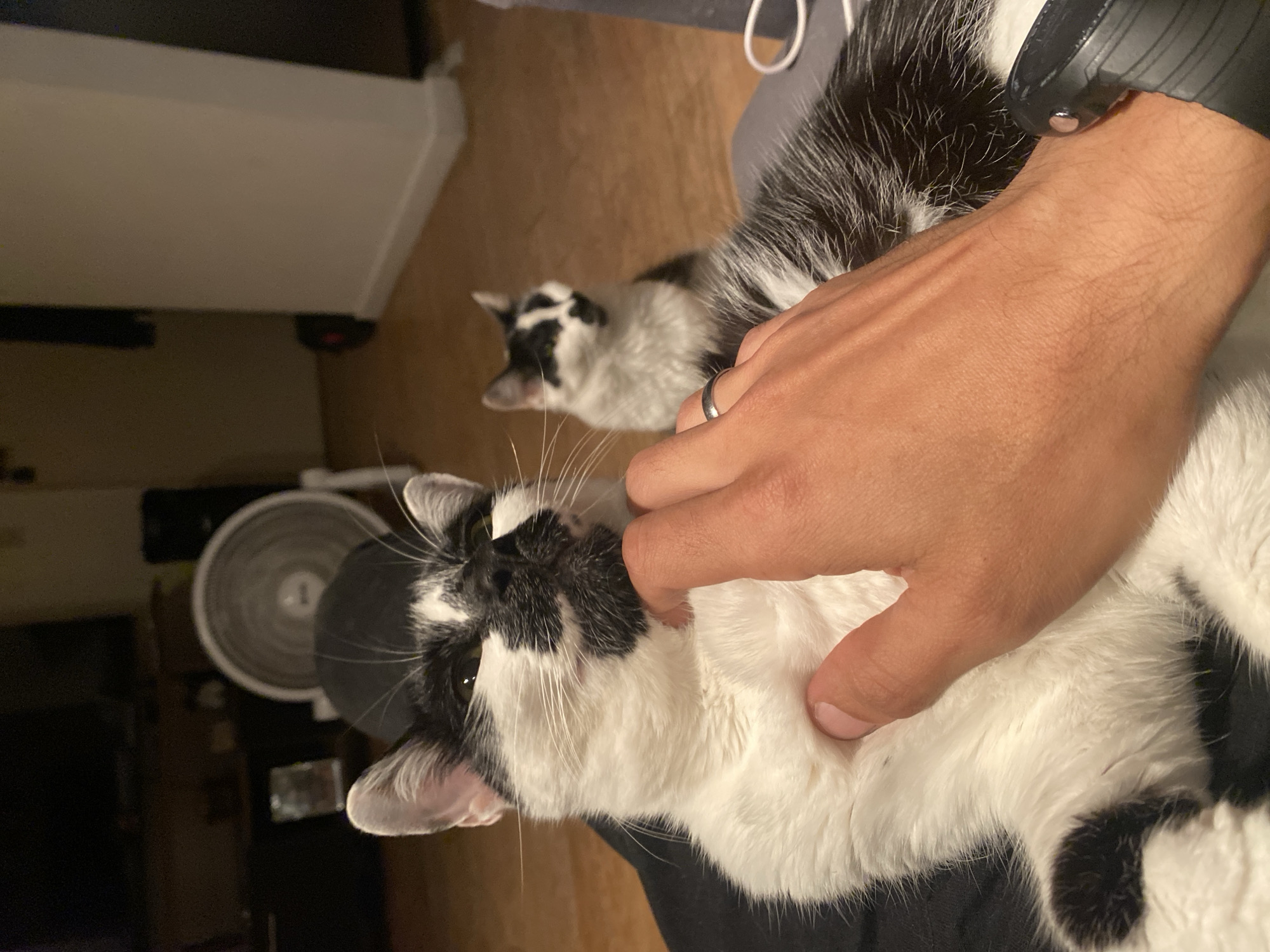 A human hand with a silver ring is petting a black and white cat. Another cat of similar coloration is visible in the background. A fan and a piece of white furniture are visible in the background. The location is Buenos Aires, Argentina.