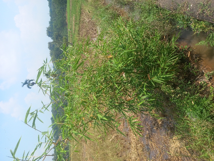 The image depicts an agricultural landscape in Mekarjaya, Indonesia, observed during daylight under a light blue sky with sparse white clouds. A mature clump of vibrant green bamboo foliage occupies the mid-foreground, centered slightly to the right. To the left of the bamboo, a harvested field characterized by dry, light brown rice stubble and patches of standing muddy water extends. A narrow, muddy water channel delineates the right side of the bamboo, bordered by a dark soil bank on the immediate right. The background reveals a distant, dense line of green trees. Above the tree line, a solitary tall palm tree is prominently silhouetted against the sky. No individuals or specific actions are visible within the scene.