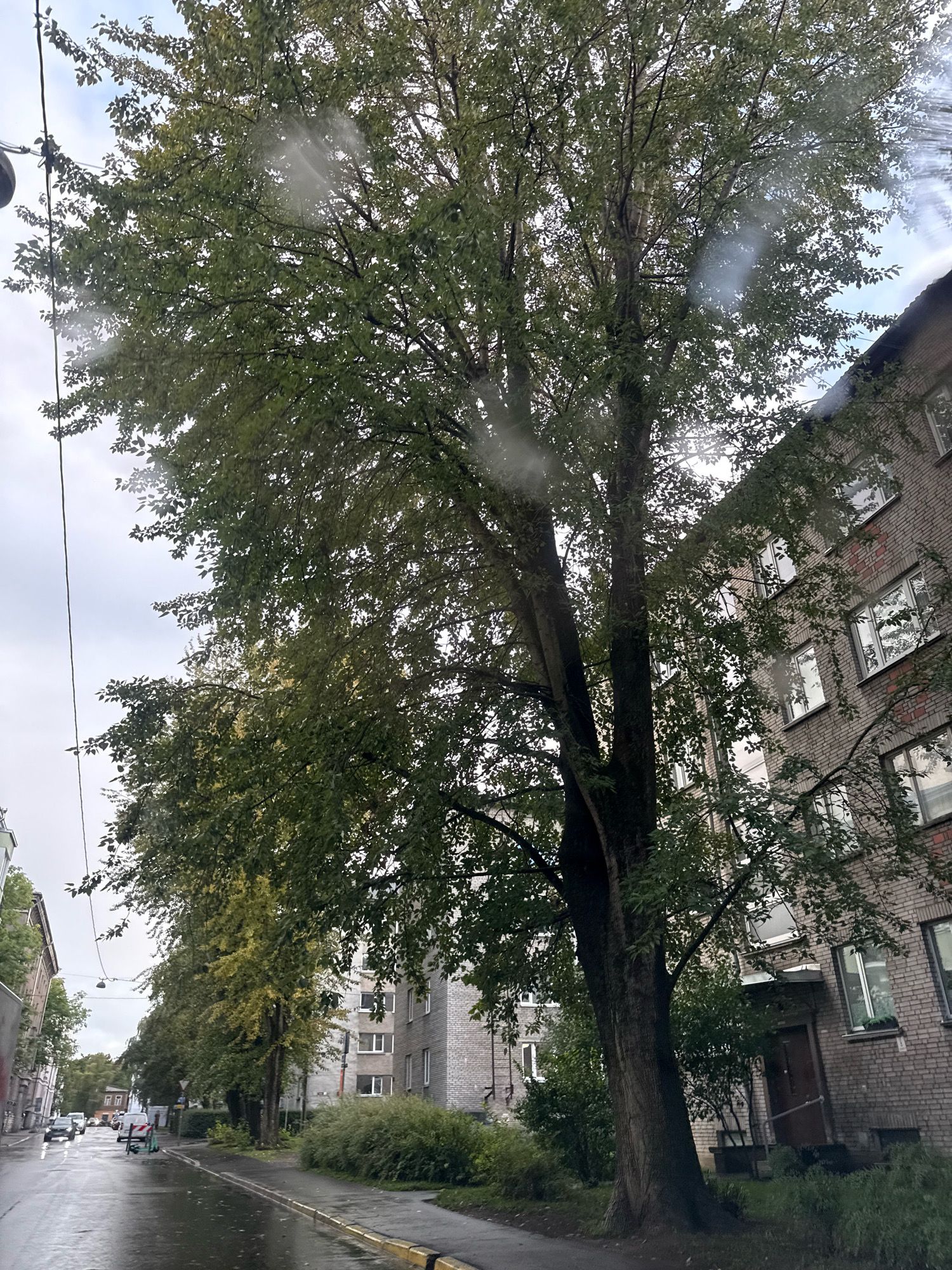 A mature deciduous tree with green foliage dominates the foreground and mid-ground, its trunk positioned in the right half of the frame. Behind the tree, a multi-story brick apartment building with visible windows is situated on the right side of the image. The street in front of the building is wet and reflects the overcast sky, indicating recent rain. A sidewalk runs alongside the street, bordered by a yellow curb. To the left of the apartment building and tree, a street extends into the background, lined with more apartment buildings and trees. Cars are visible on the wet street in the distance. Power lines are present in the upper left portion of the image. The scene depicts a typical urban environment in Tallinn, Estonia, on a cloudy and wet day.