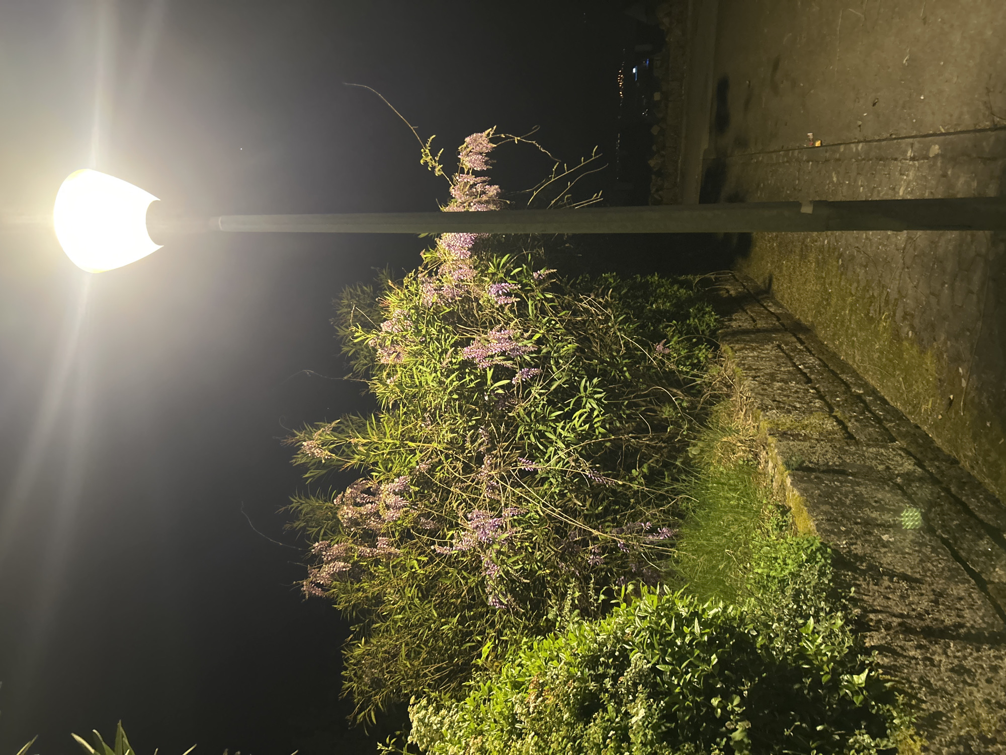 The image shows a night scene in Vila Real, Portugal. A street lamp illuminates a bush with purple flowers. A stone wall runs along the right side of the image, next to a sidewalk. The background is dark, suggesting a night or low-light condition. No people are visible.